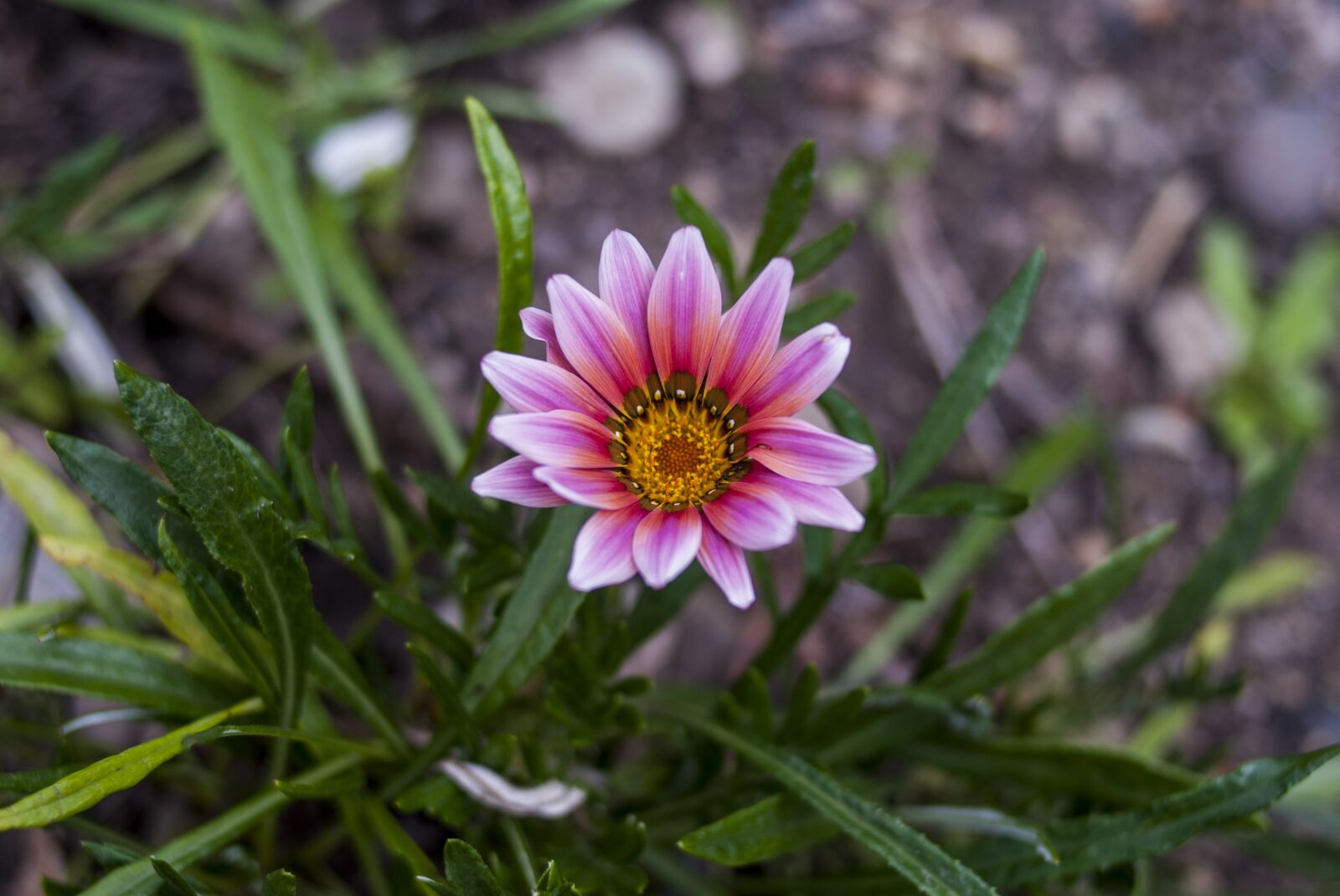 Nikon D60 sample photo. Nature, plant, flower photography