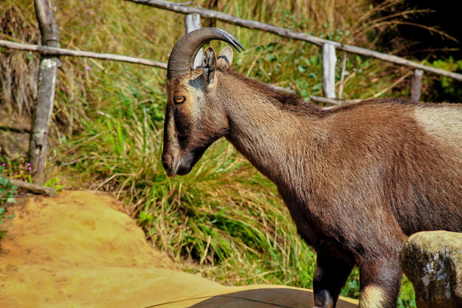Canon EOS 7D sample photo. Nilgiri tahr, ibex, nilgiri photography
