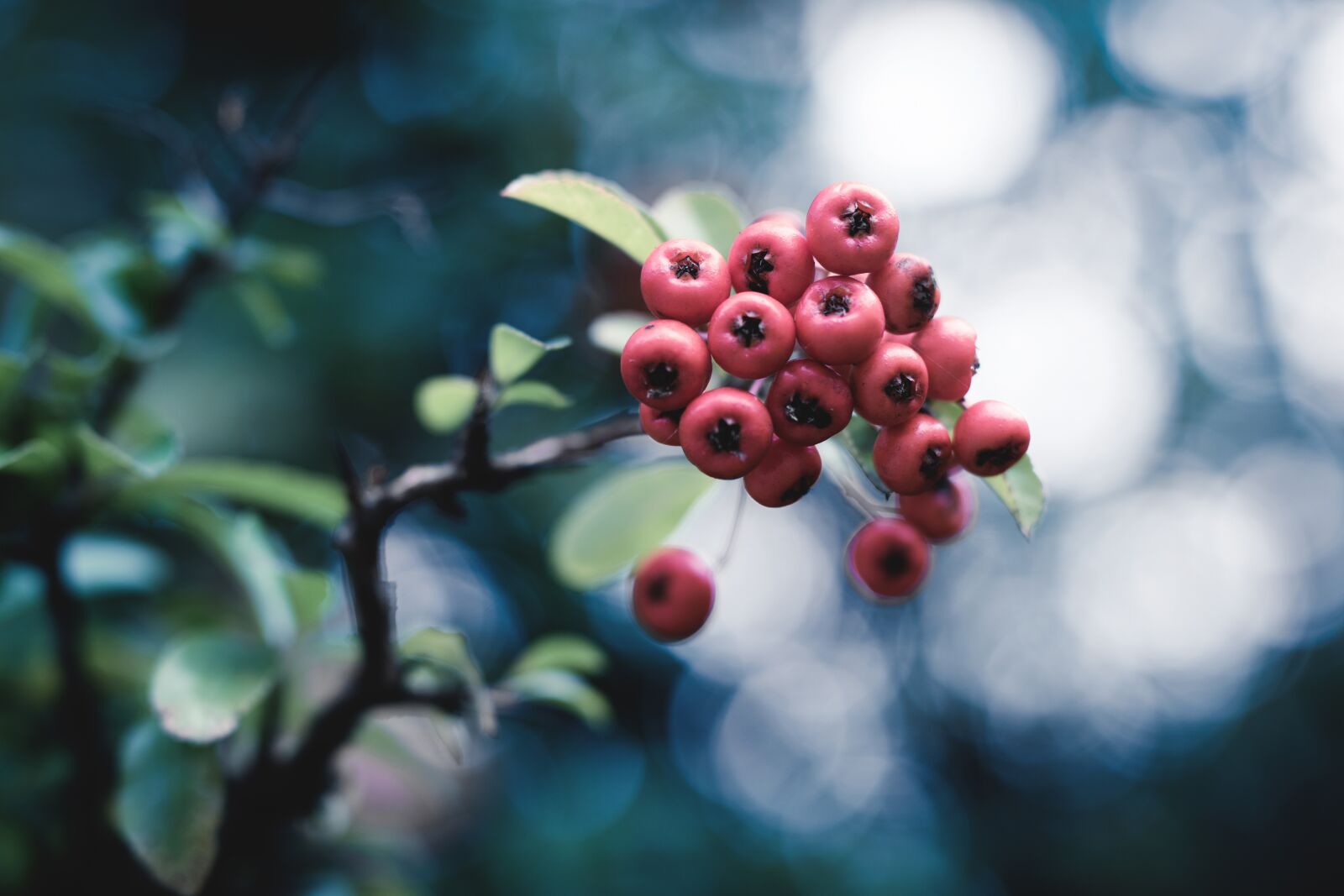 Nikon D5300 sample photo. Berry, plant, autumn photography
