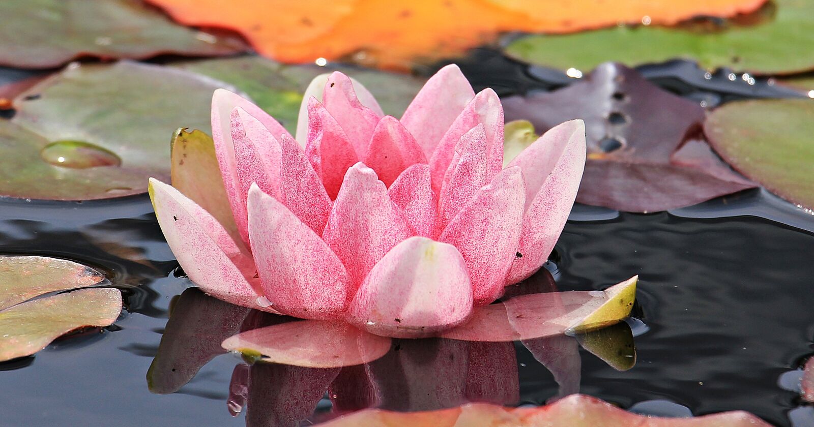 Canon EOS 550D (EOS Rebel T2i / EOS Kiss X4) sample photo. Water lily, nuphar lutea photography