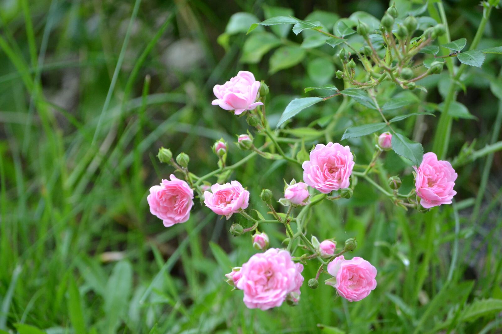 Nikon D3100 sample photo. Small, roses, nature photography