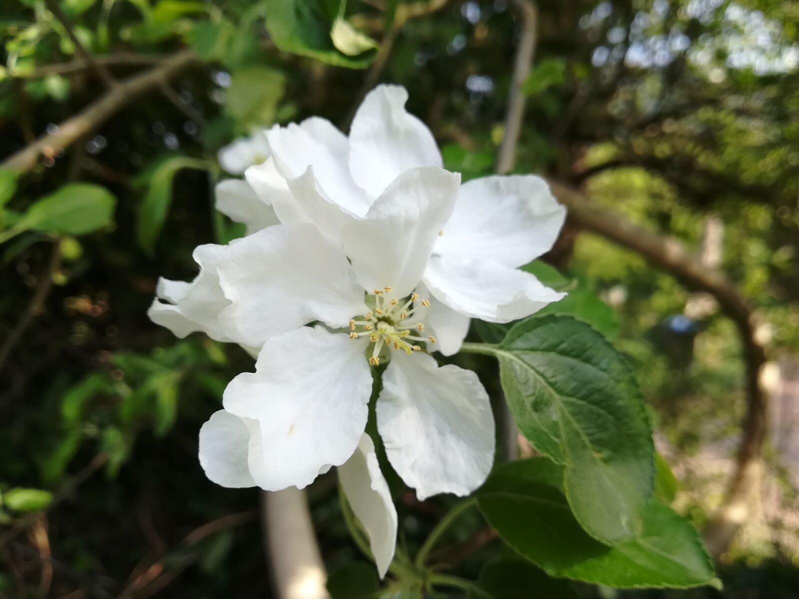 HUAWEI PRA-LX1 sample photo. Cherry laurel, blossom, bloom photography