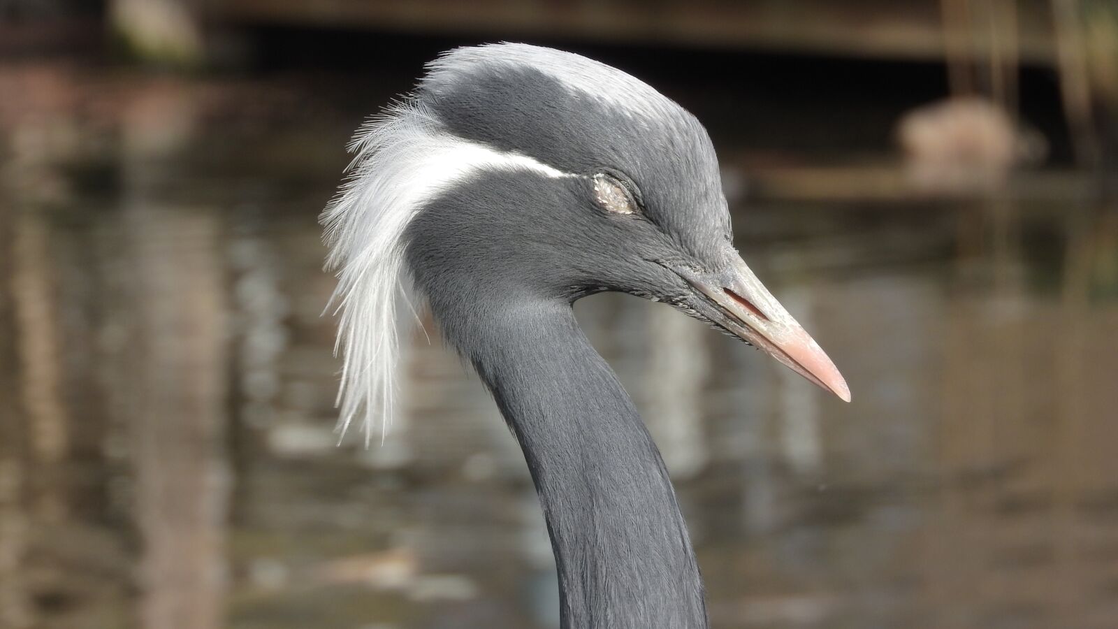 Nikon Coolpix P610 sample photo. Anthropoides virgo, crane virgin photography