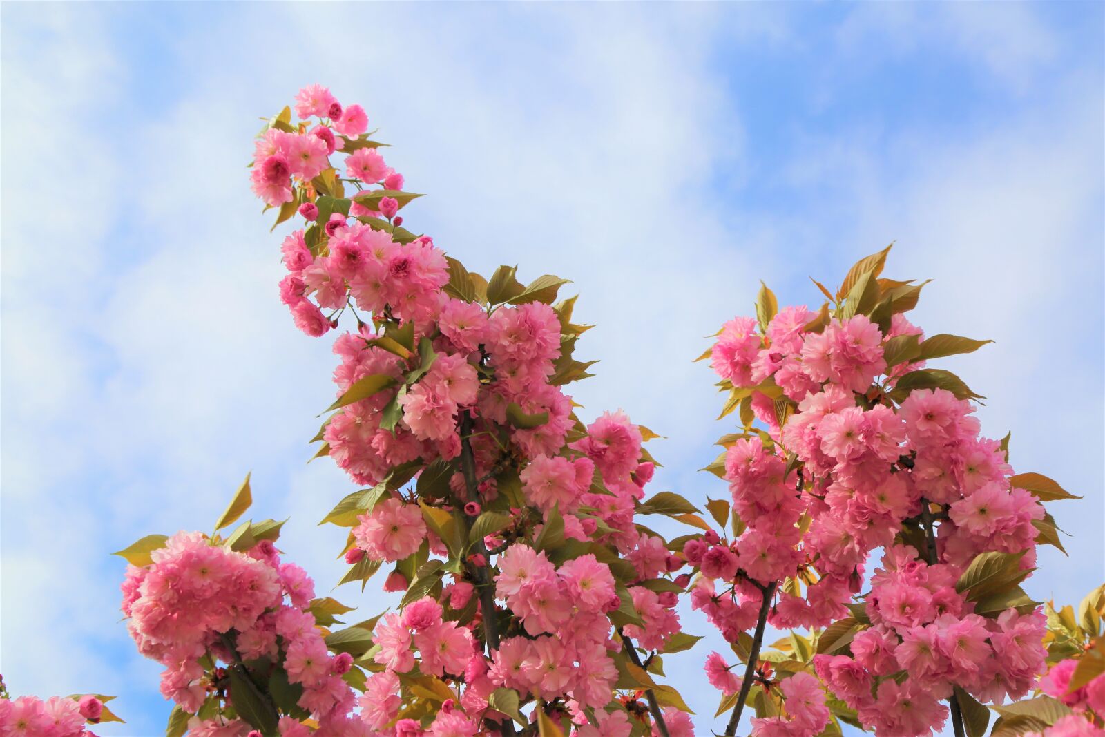 Canon EF 24-105mm F4L IS USM sample photo. Flower, tree, plant photography