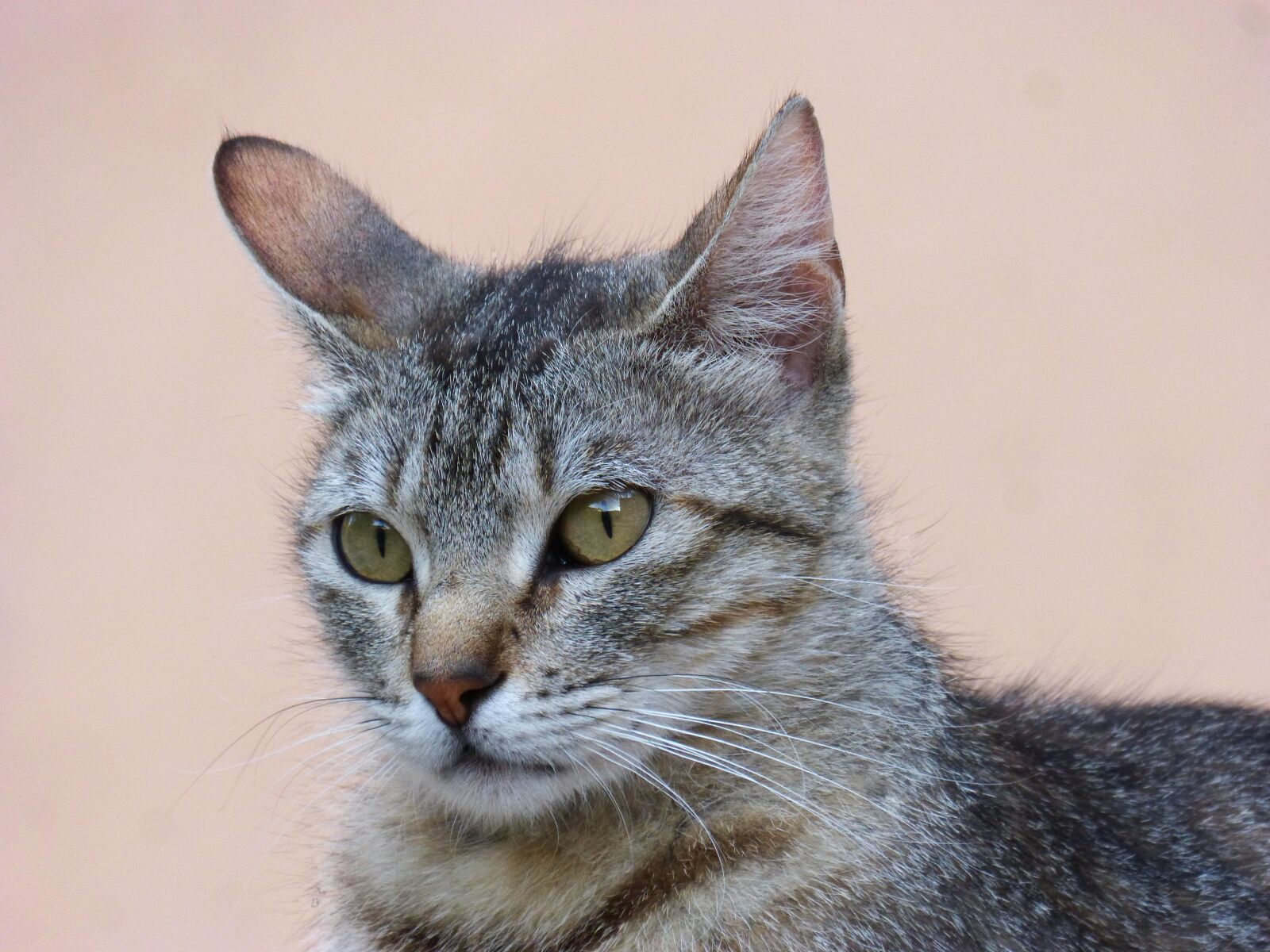 Panasonic DMC-FZ62 sample photo. Cat, pet, feline photography