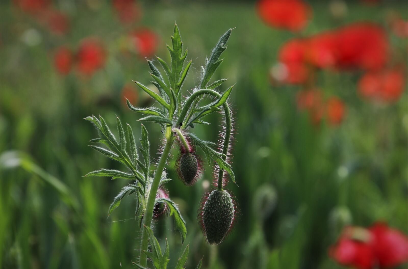 Canon EOS 80D sample photo. Poppies, meadow, green photography