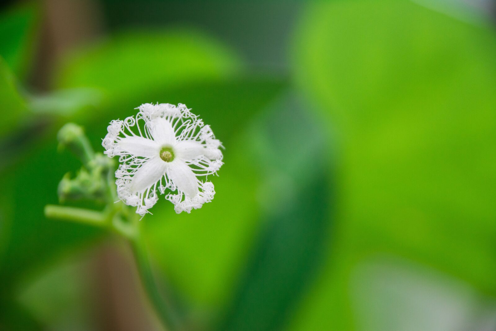 Nikon D5200 sample photo. Flower, closeup, micro photography