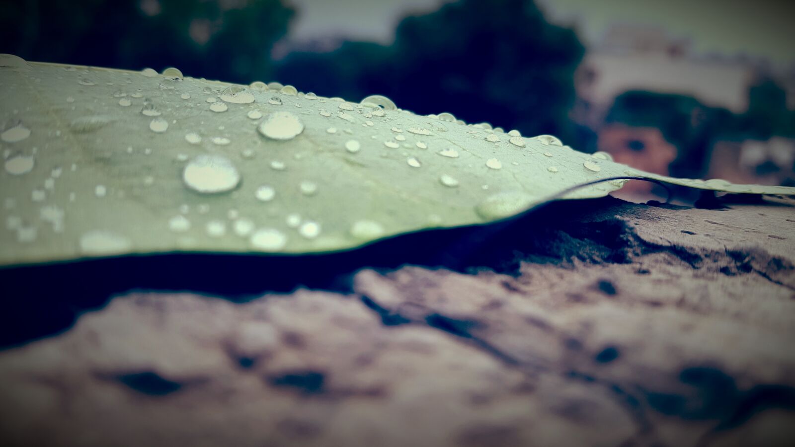 Samsung Galaxy S5 sample photo