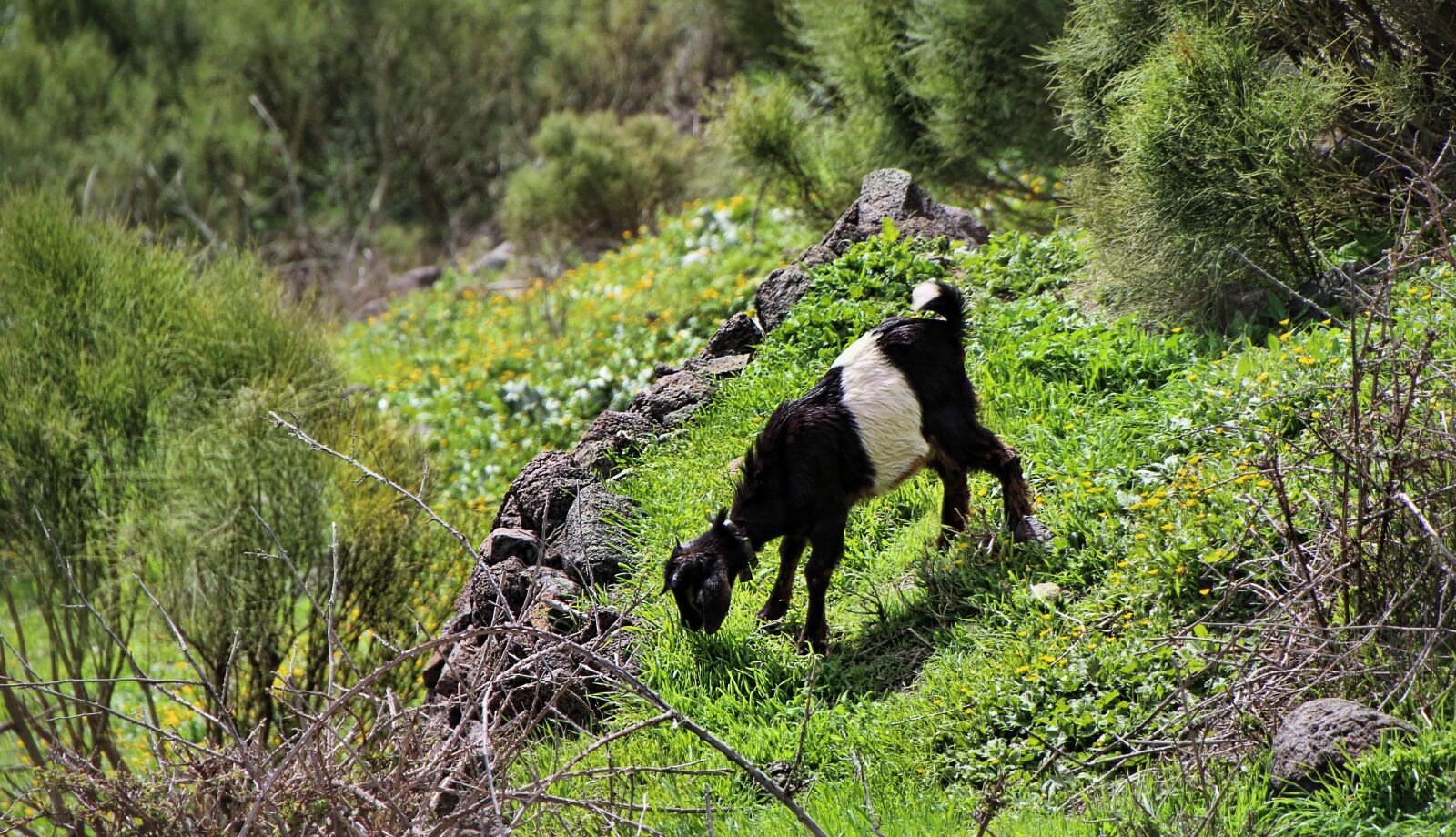 Canon EOS 1300D (EOS Rebel T6 / EOS Kiss X80) sample photo. Goat, alm, tenerife photography