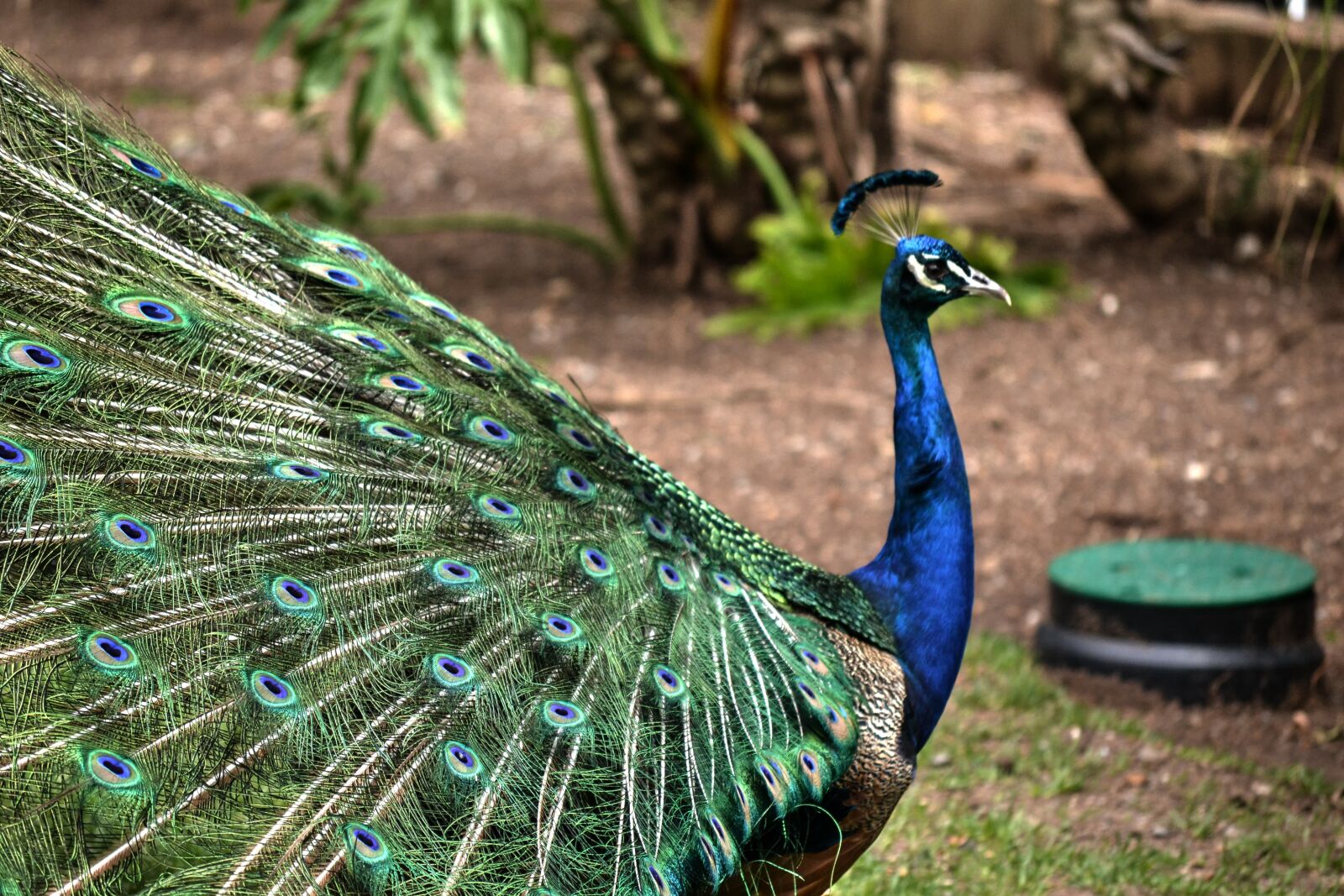 Nikon D3100 sample photo. Peacock, colourful, bird photography