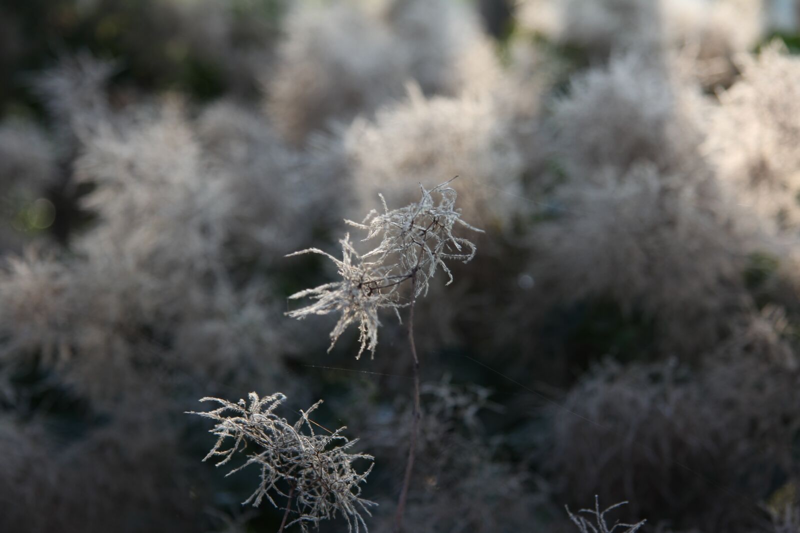 Canon EF-S 17-85mm F4-5.6 IS USM sample photo. Plant, hoarfrost, frost photography