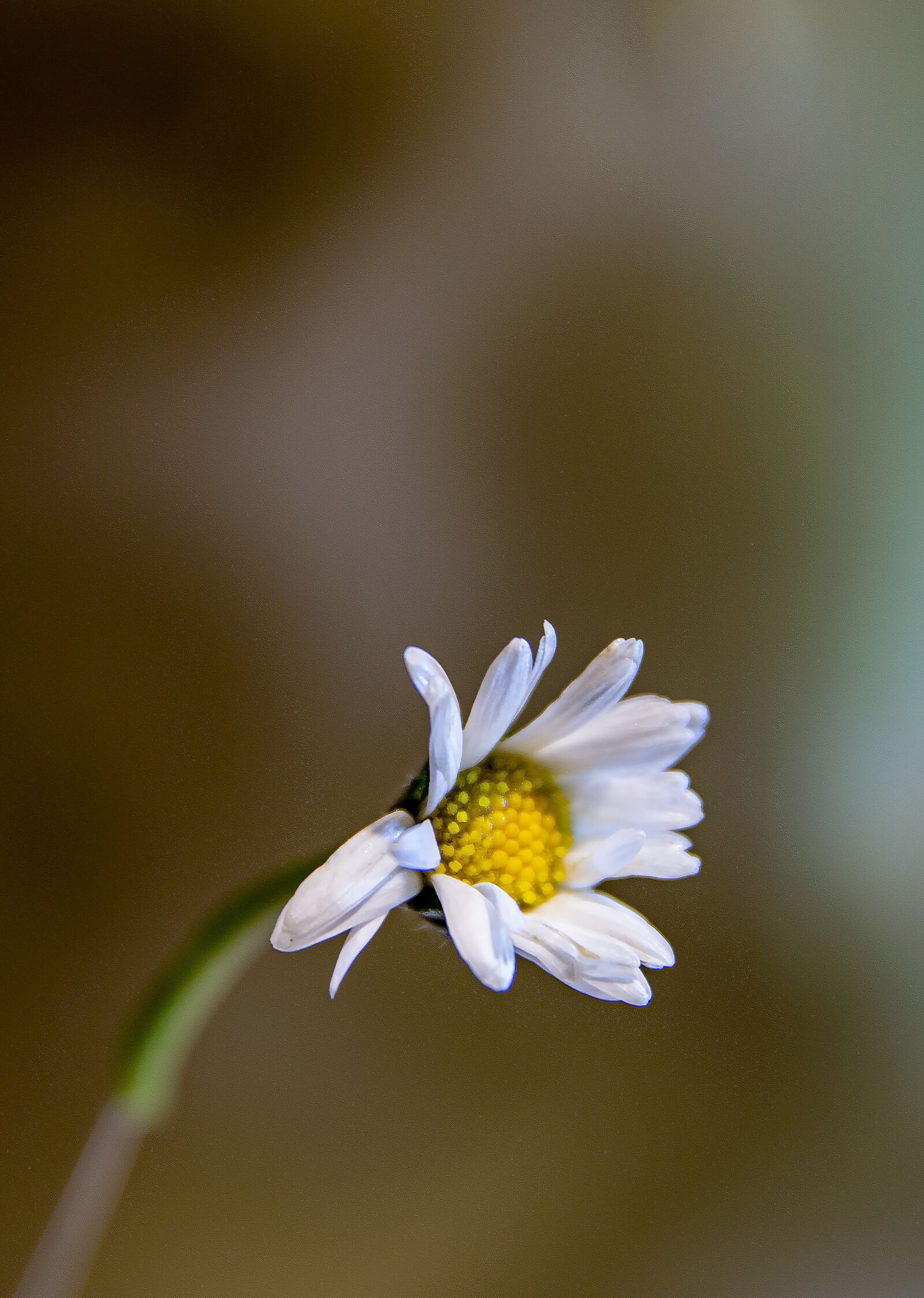 Nikon D5300 sample photo. Margar tka, flower, field photography