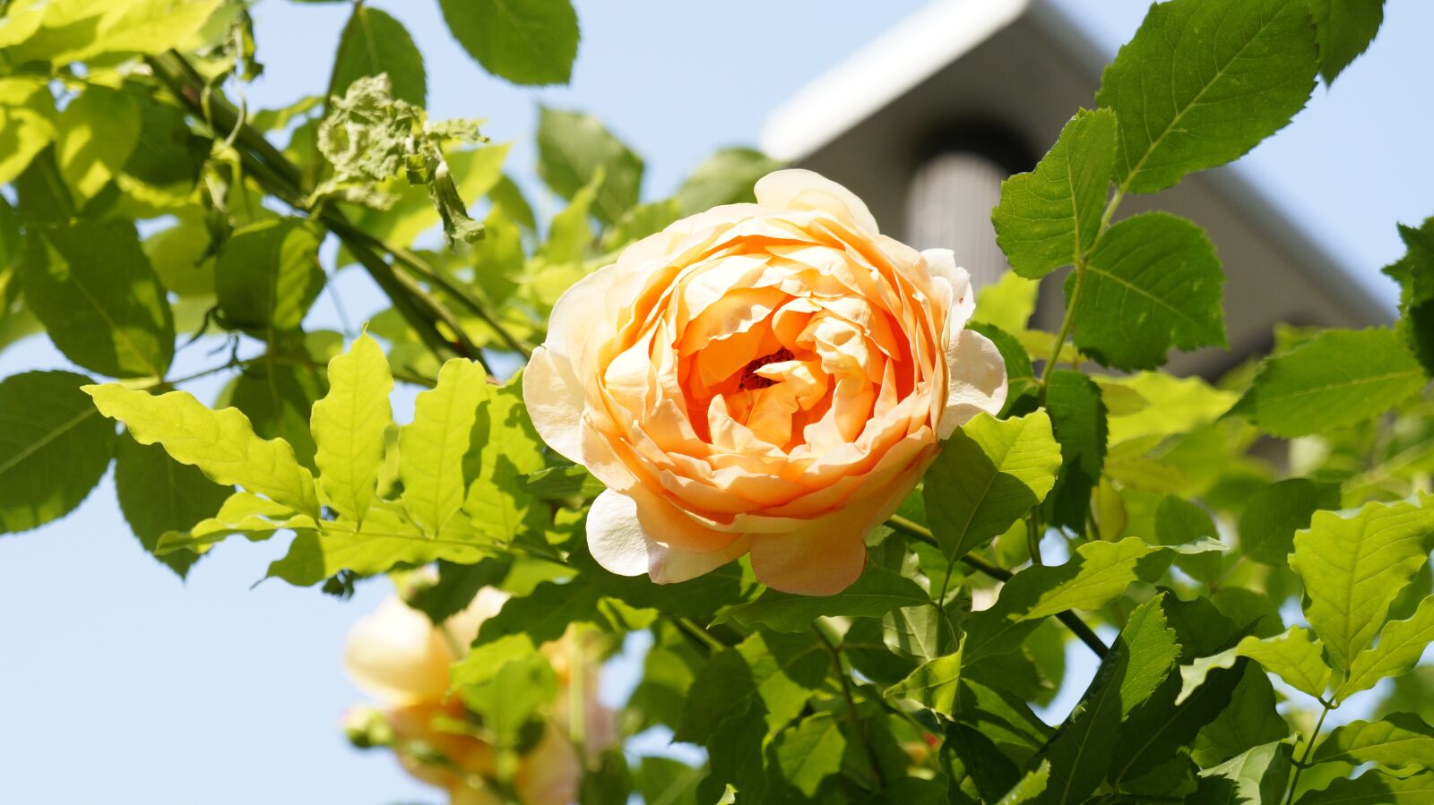 Sony Alpha NEX-5R + Sony E 18-55mm F3.5-5.6 OSS sample photo. Rose, flower, nature photography