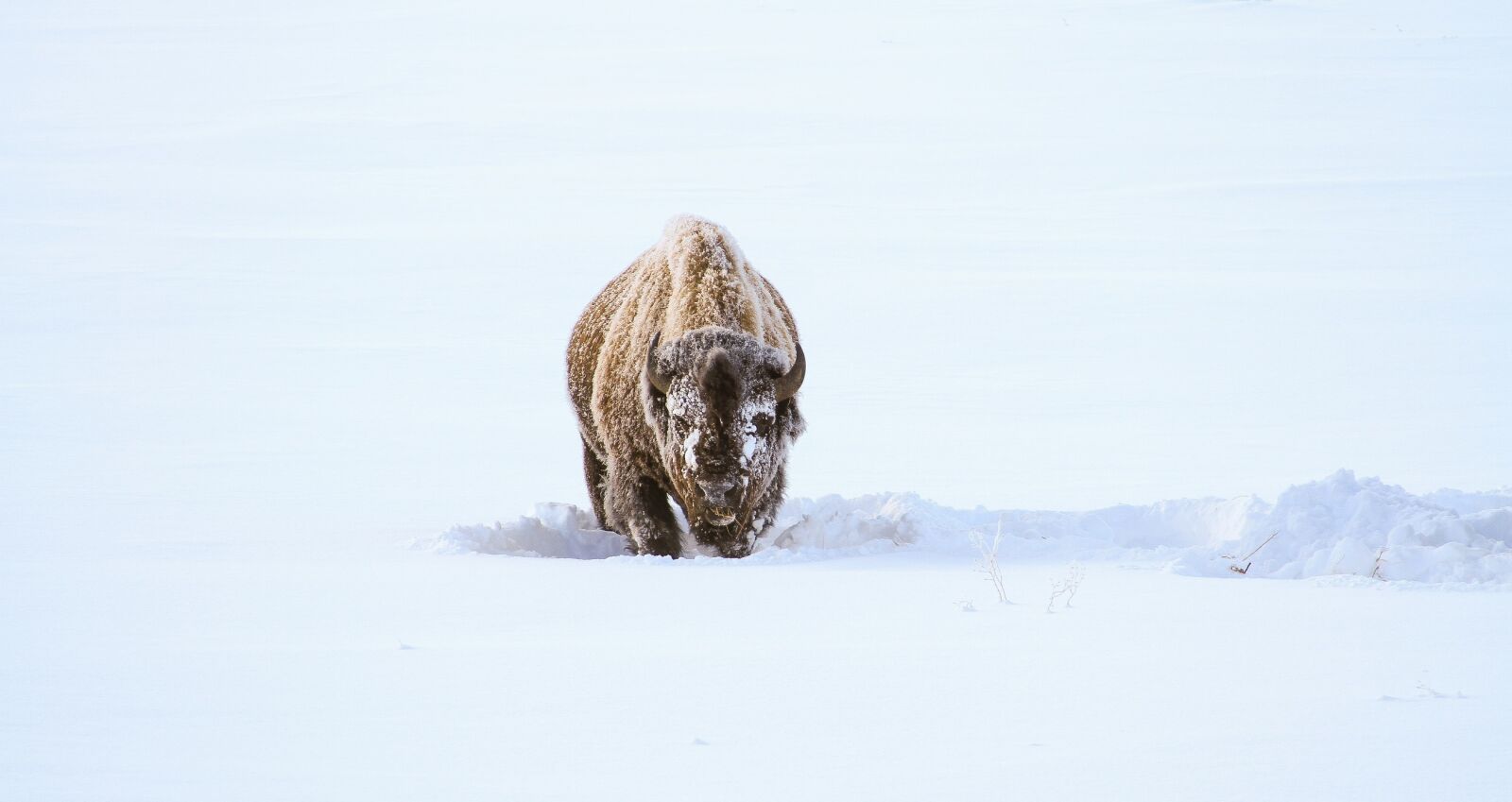Canon EF 28-135mm F3.5-5.6 IS USM sample photo. Bison, buffalo, snow photography
