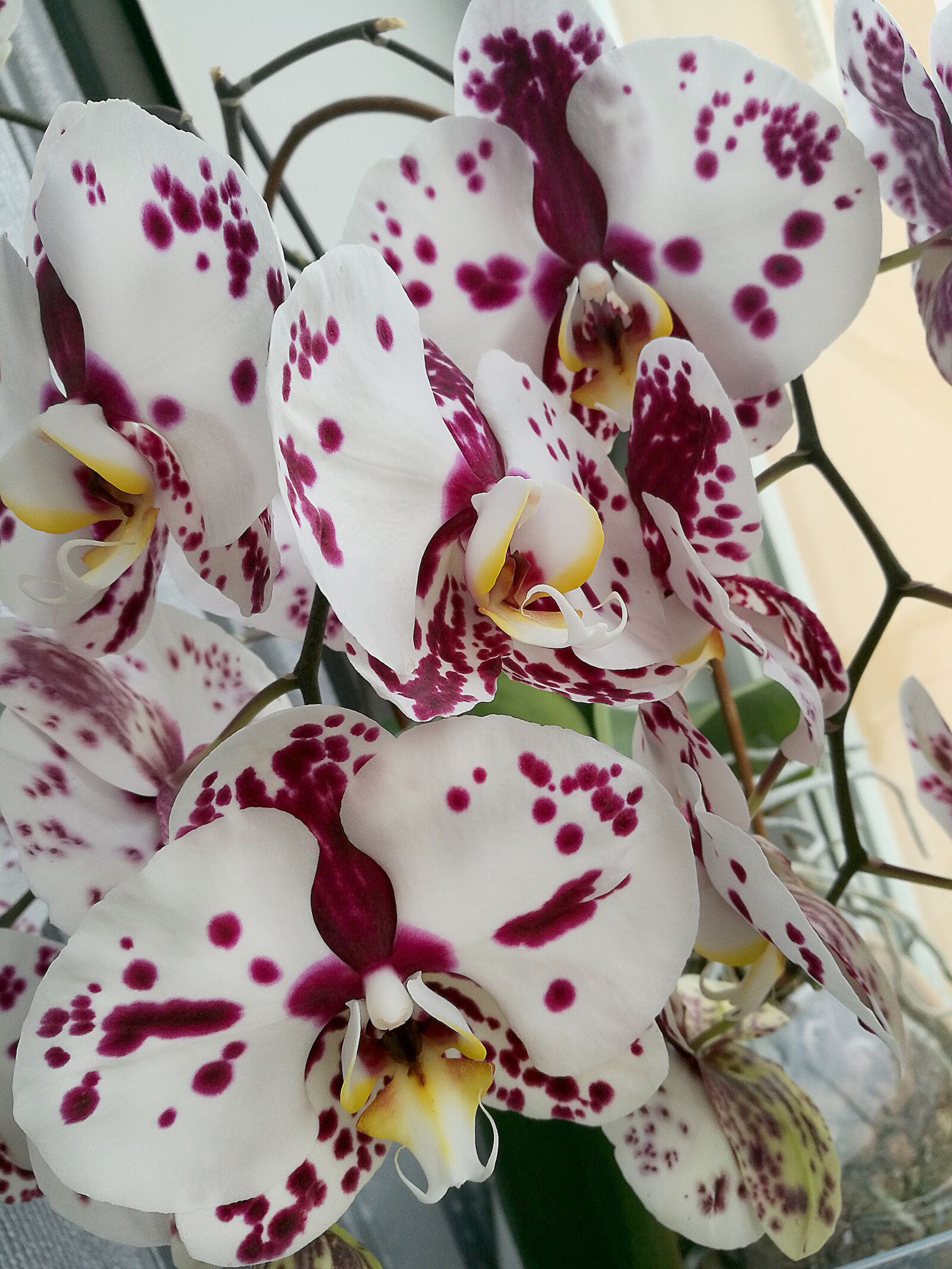 HUAWEI P9 sample photo. Orchid, flowers, beautiful flower photography