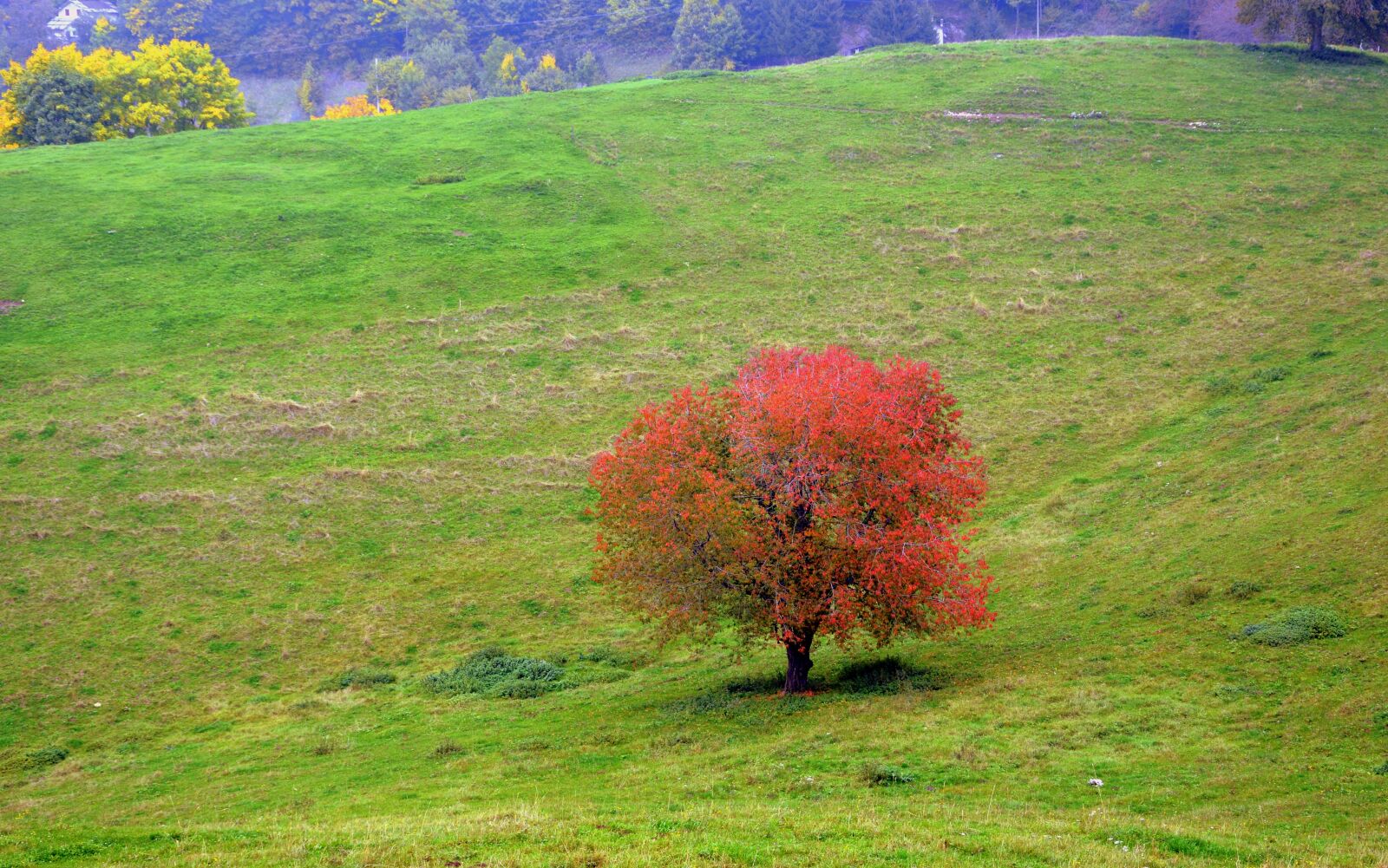 Nikon D7100 sample photo. Tree, leaves, autumn photography