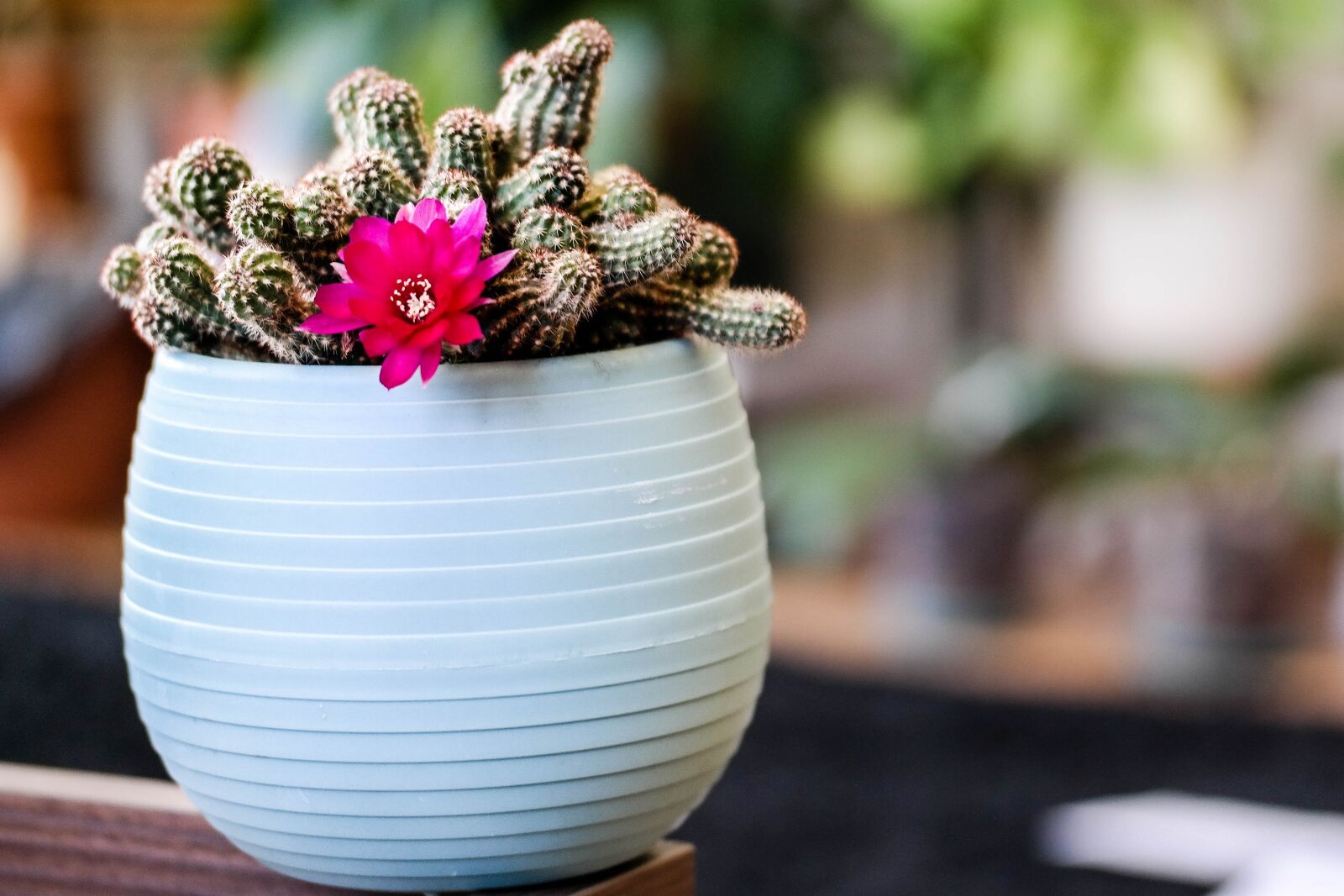 Samsung NX300 sample photo. Cactus, bloom, flower photography