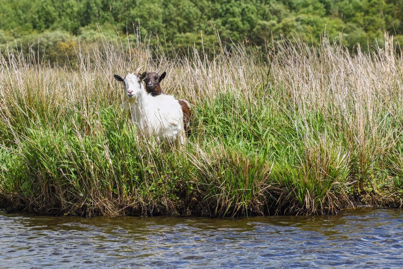 Nikon D500 sample photo. Goat, two, biquette photography
