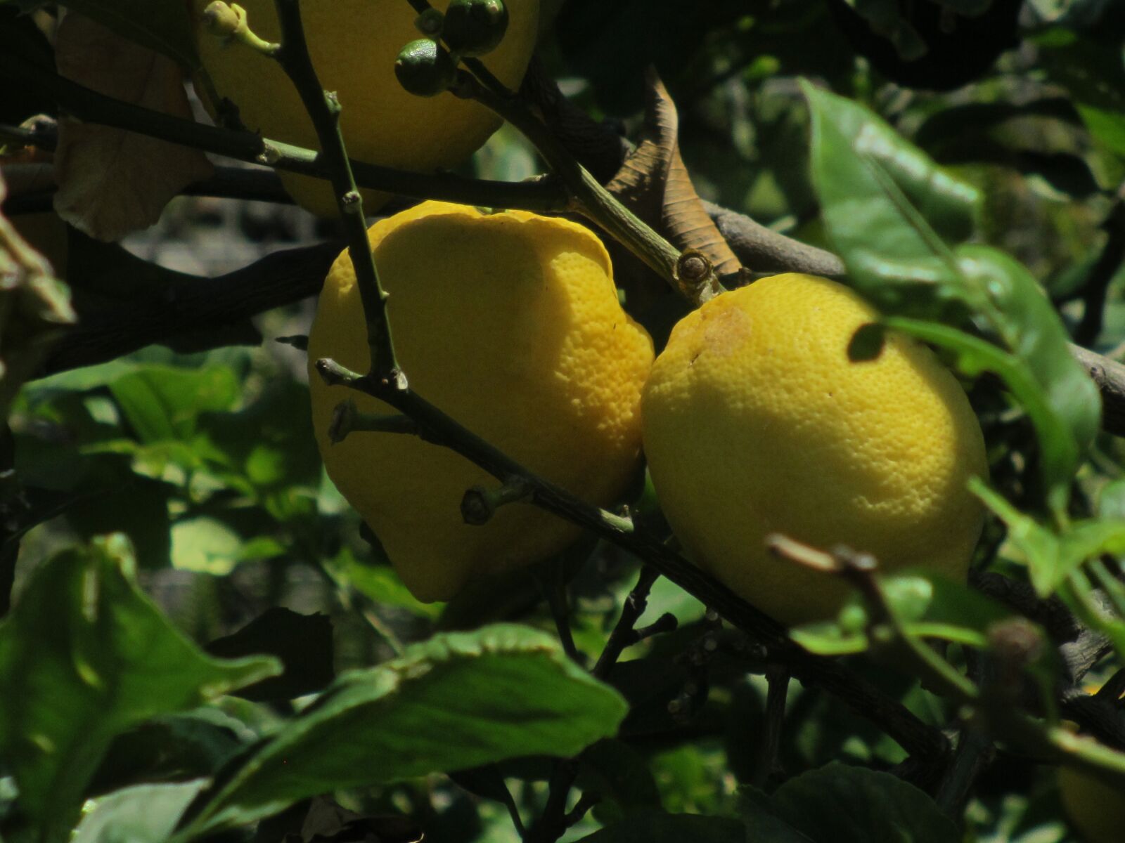 Canon PowerShot ELPH 310 HS (IXUS 230 HS / IXY 600F) sample photo. Lemons, to, tree photography