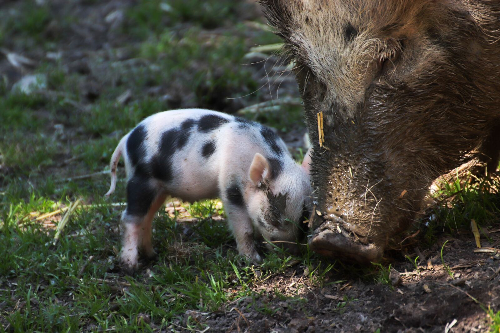 Canon EOS 800D (EOS Rebel T7i / EOS Kiss X9i) sample photo. Piglet, pig, luck photography