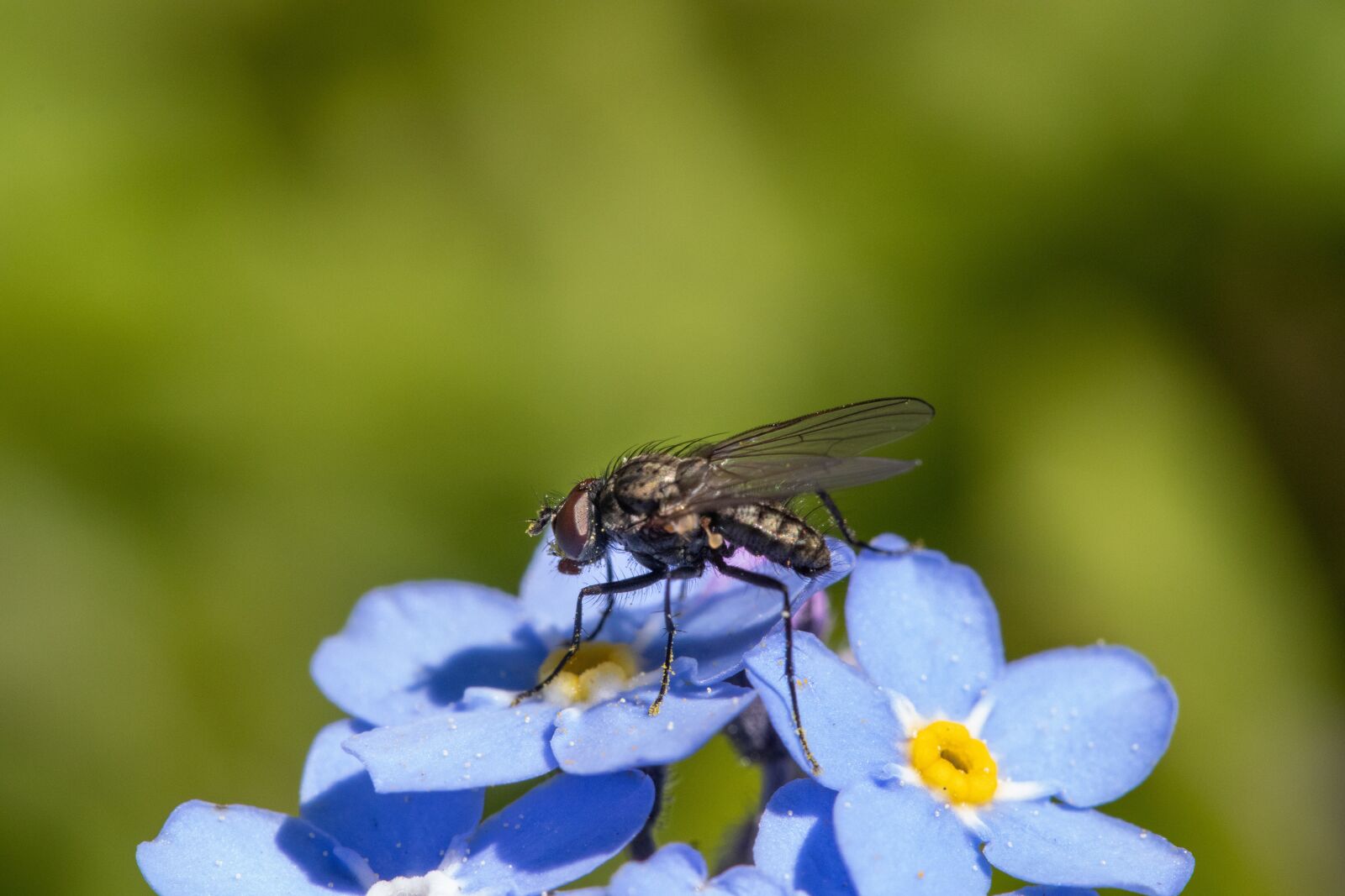Canon EF-S 60mm F2.8 Macro USM sample photo. Fly, blue, flower photography