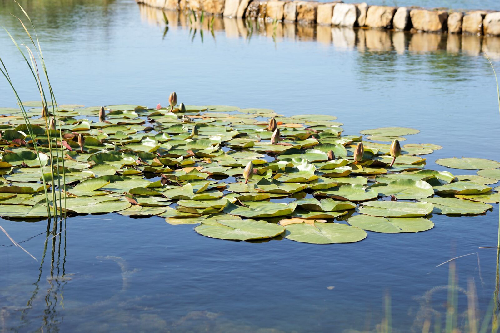 Sony a6000 + E 60mm F2.8 sample photo. Water lily, pond, blossom photography