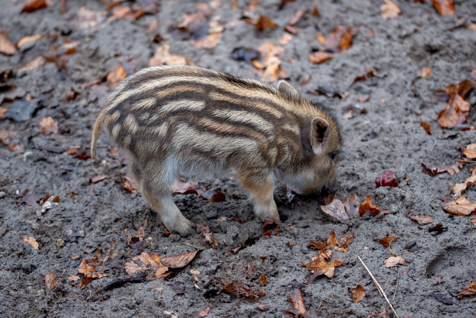 Nikon D750 sample photo. Wild boar, young, animal photography