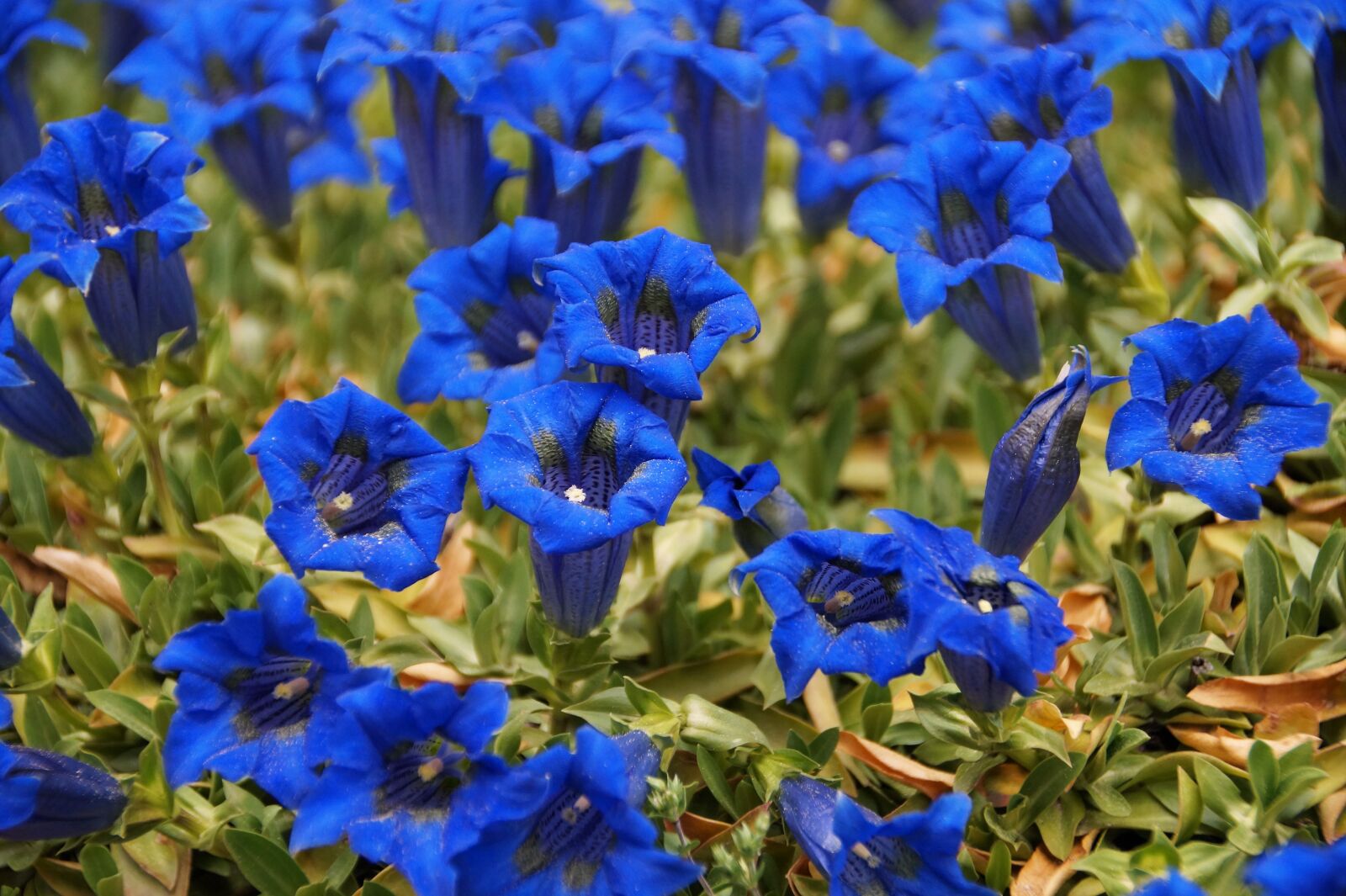 Sony SLT-A58 sample photo. Gentian, alpine, flower photography