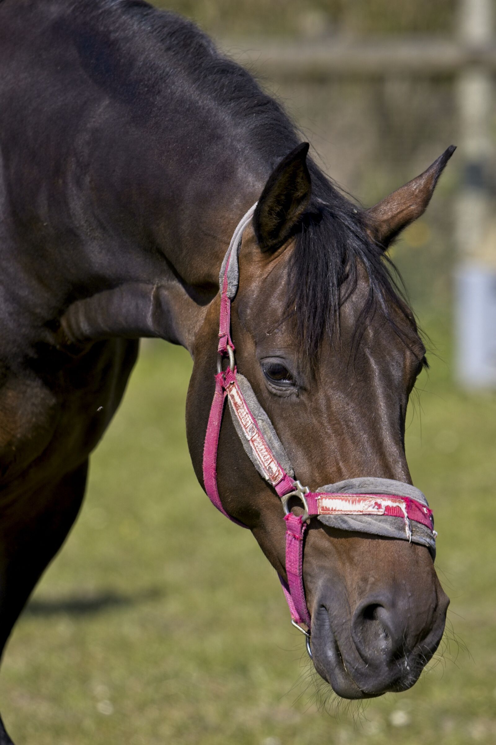 Canon EOS R sample photo. Horse, horsehead, halter photography