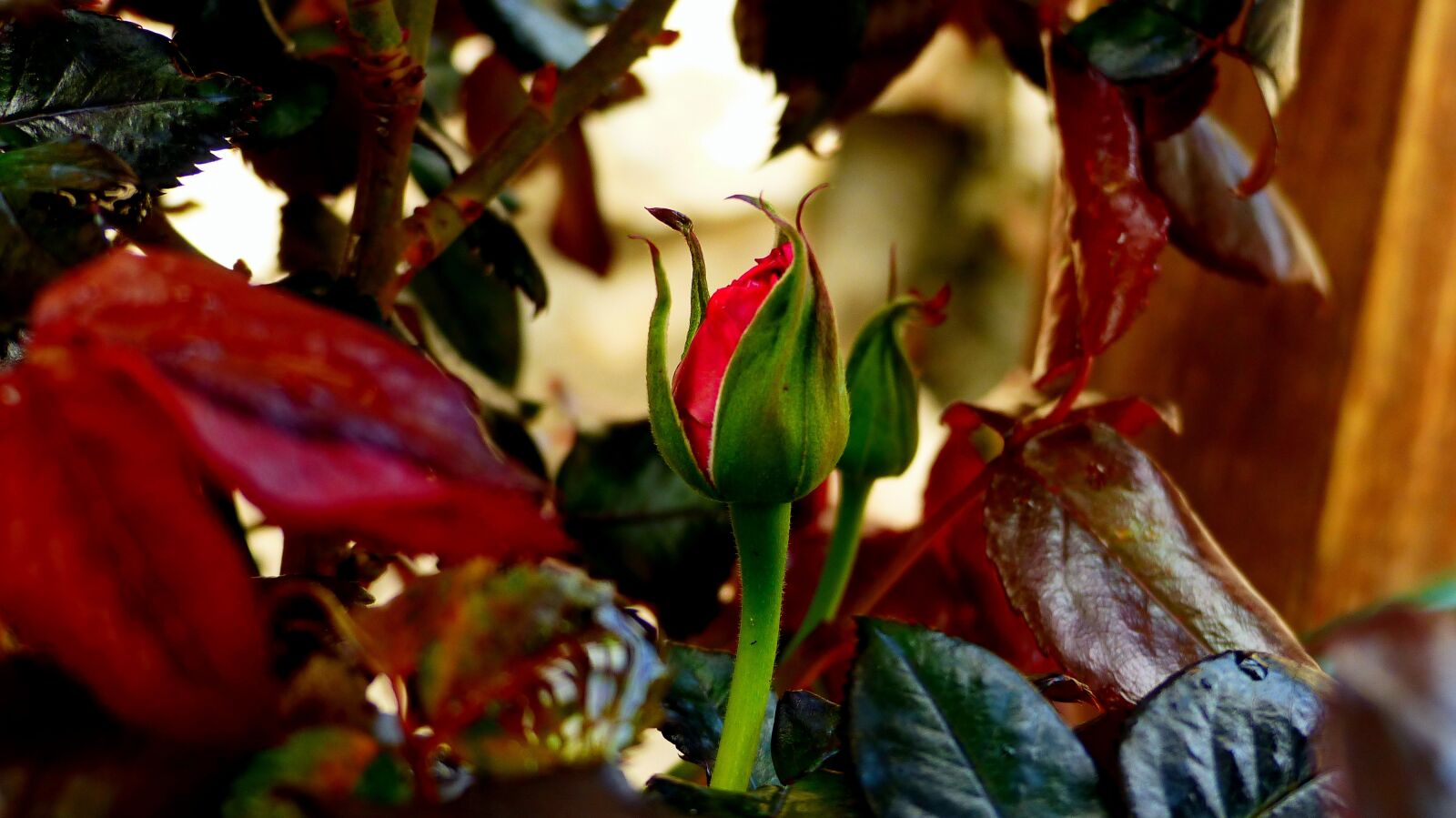 Panasonic Lumix DMC-FZ200 sample photo. Leaf, nature, color photography