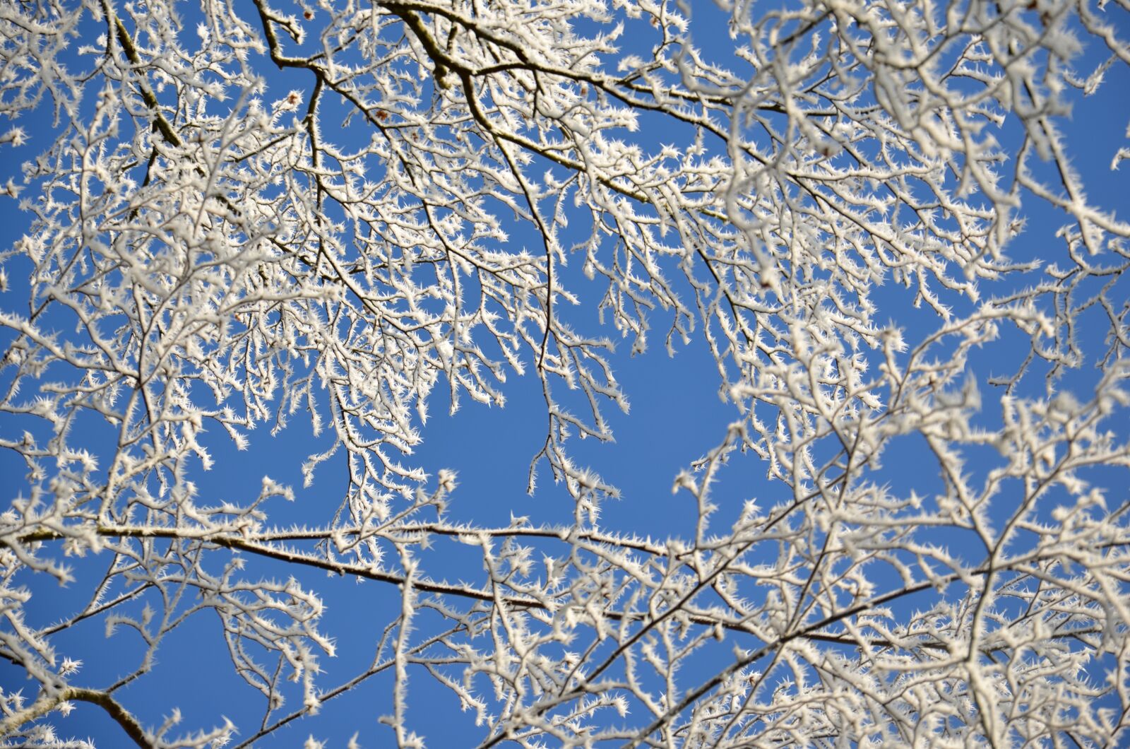 Nikon D5100 sample photo. Frost, winter, cold photography