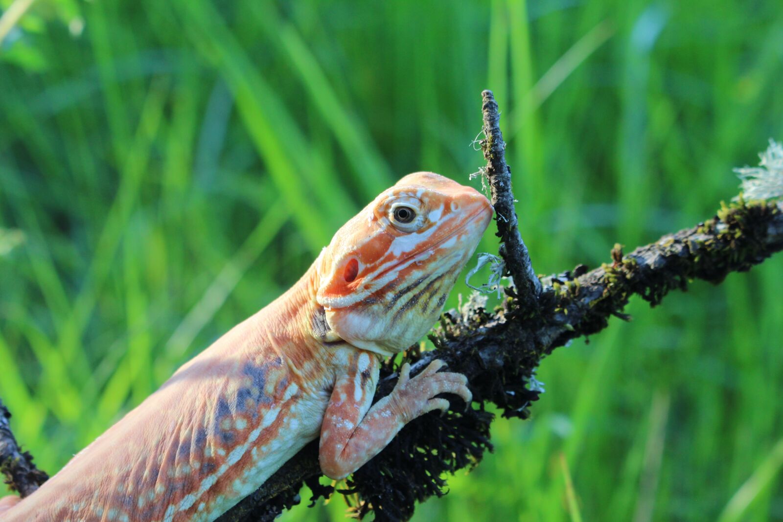 Canon EOS 700D (EOS Rebel T5i / EOS Kiss X7i) sample photo. Lizard, nature, silk photography