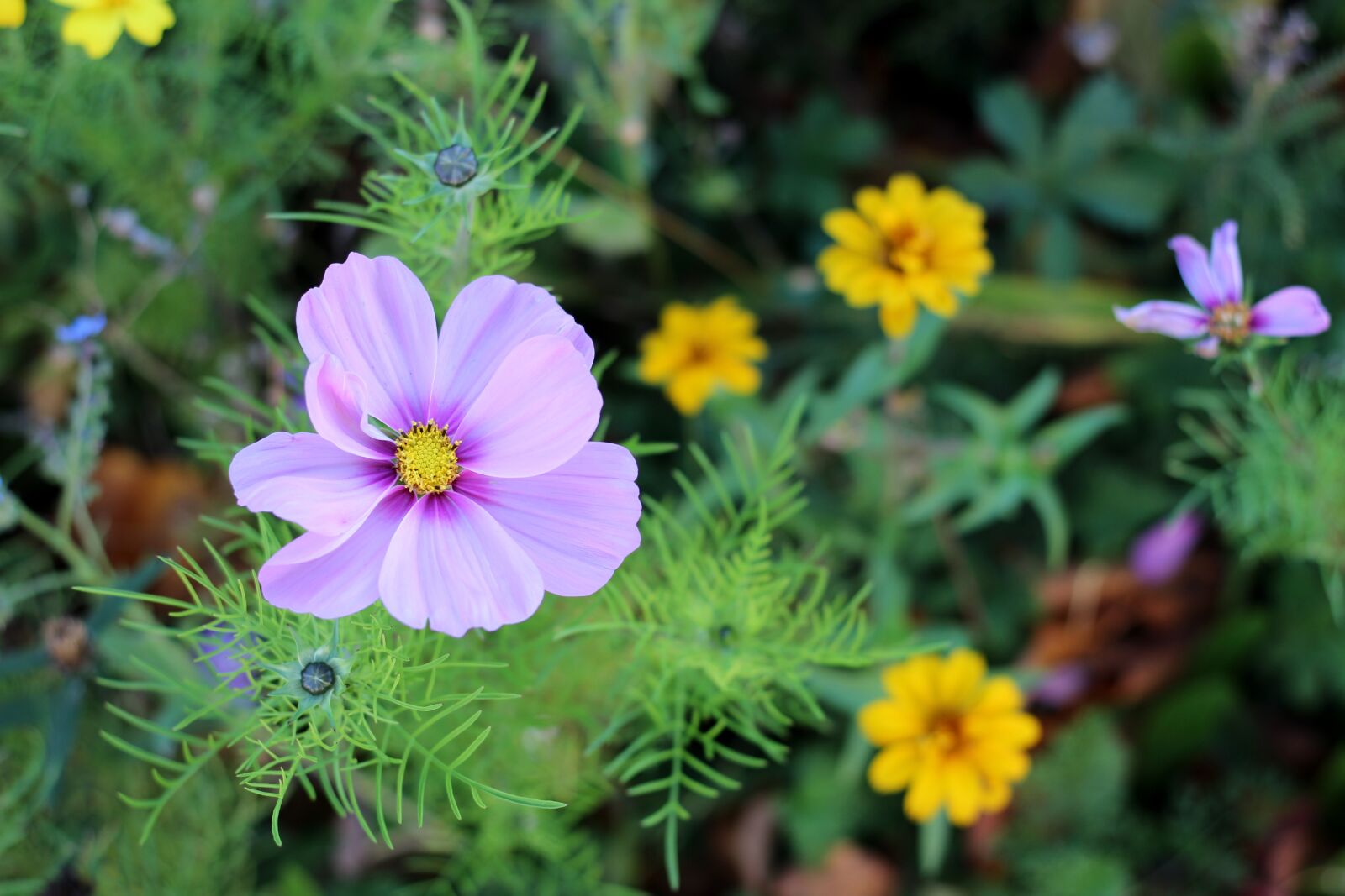 Canon EOS 600D (Rebel EOS T3i / EOS Kiss X5) + Canon EF 50mm F1.8 STM sample photo. Flower, purple, blossom photography