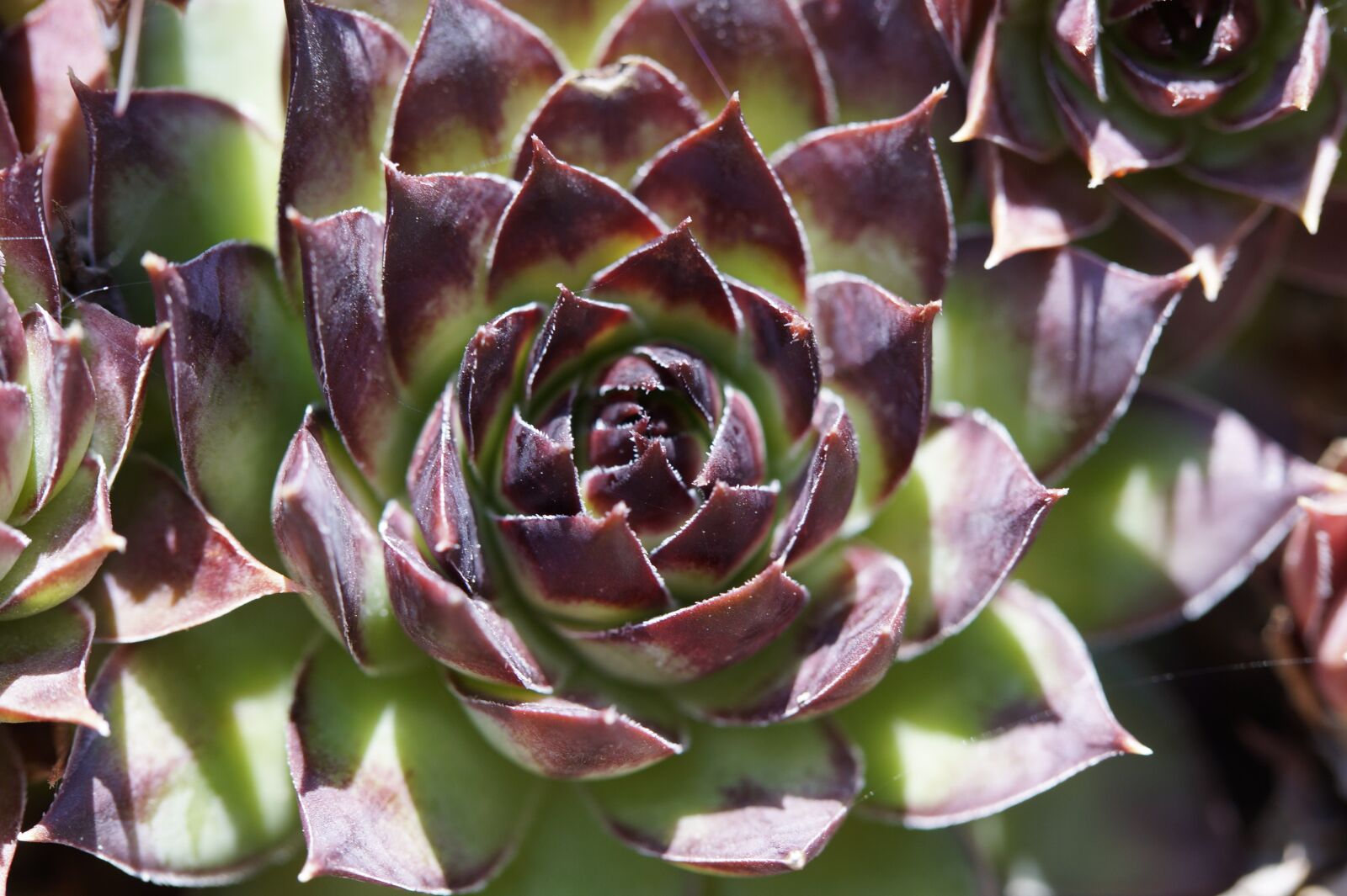 Sony SLT-A58 sample photo. Succulents, structure, texture photography
