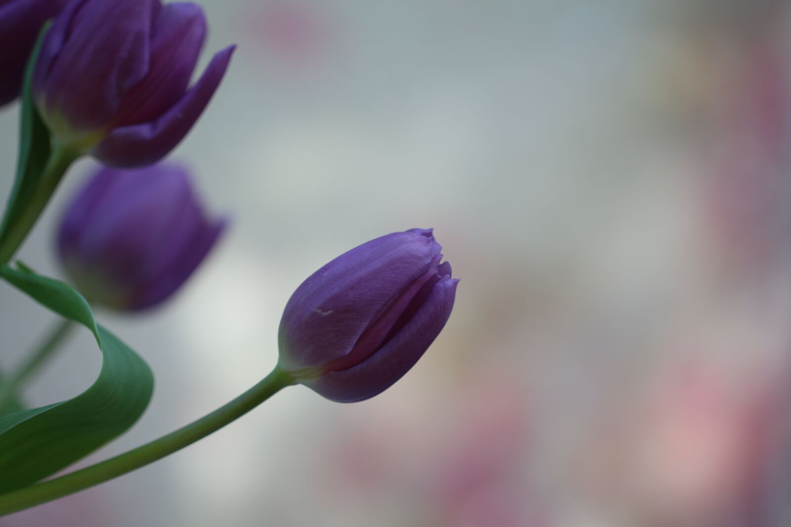 Canon EOS 70D sample photo. Tulips, flowers, spring photography