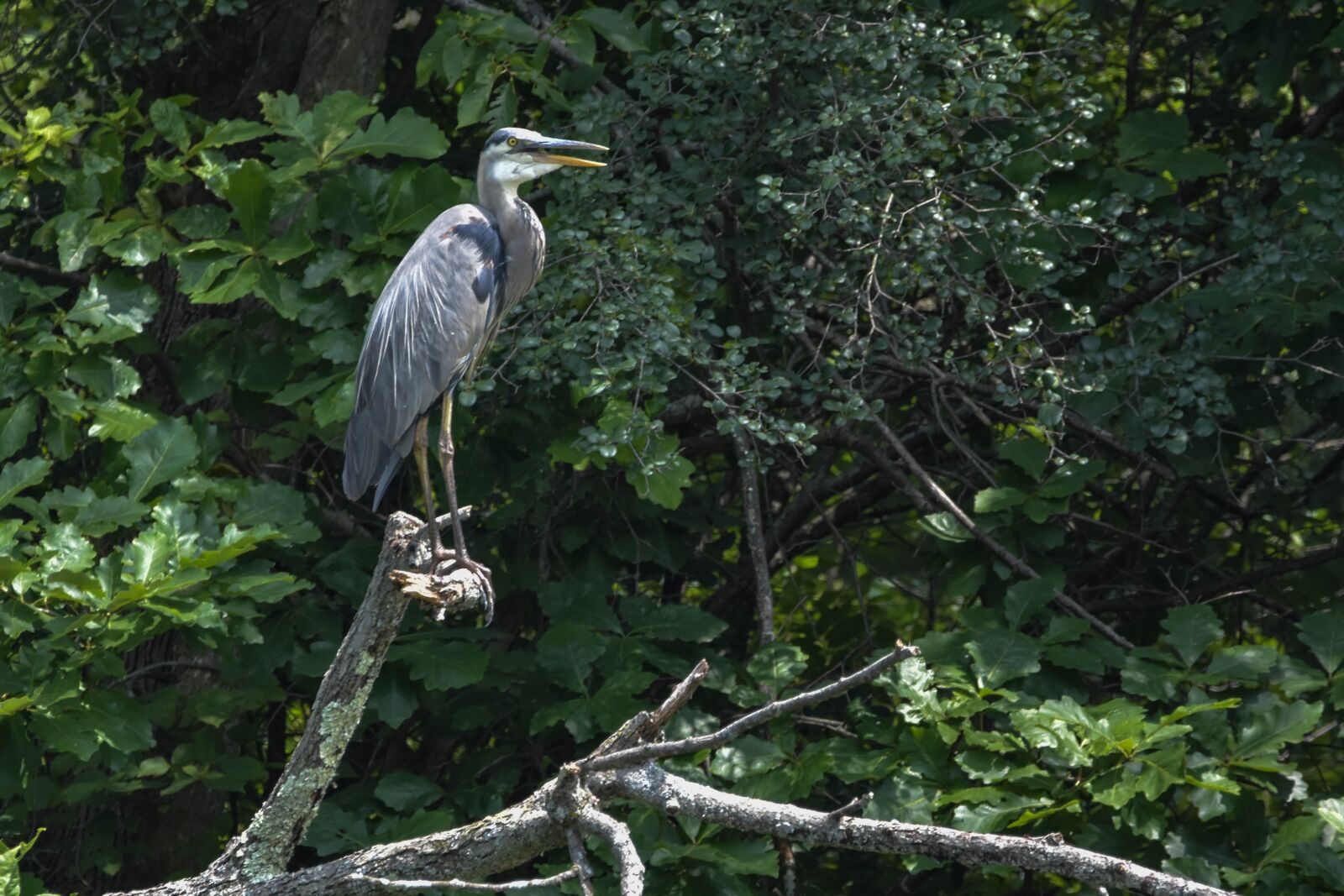 Nikon D3400 sample photo. A large bird, great photography