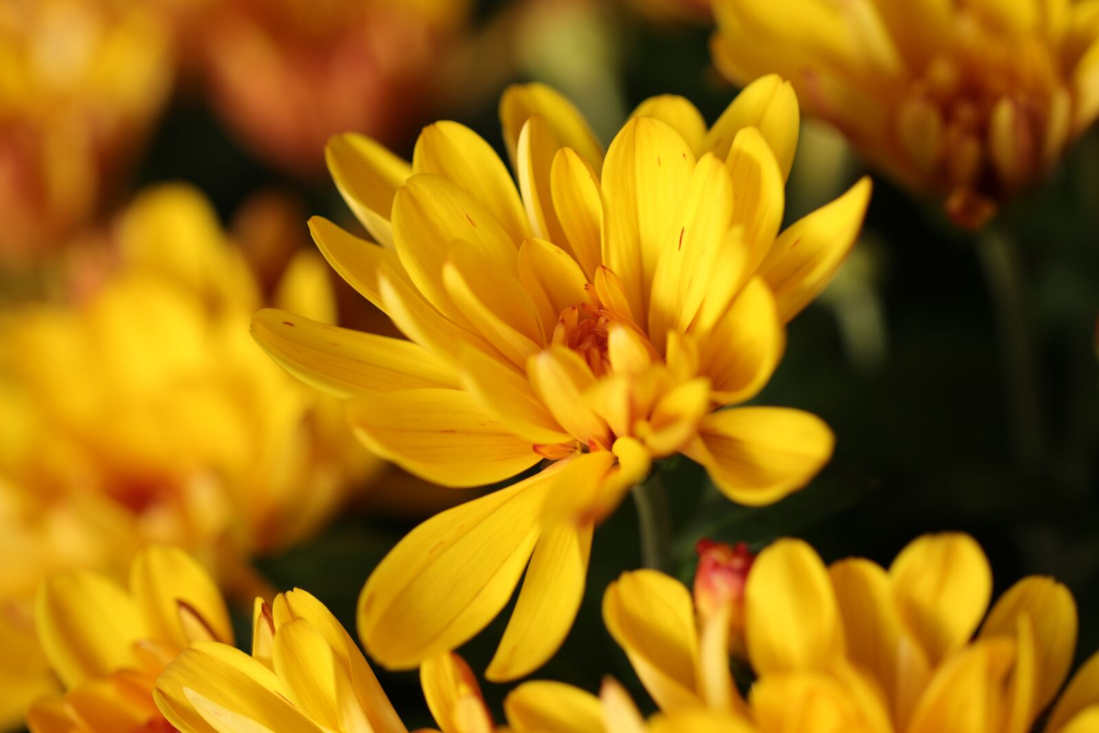 Canon EOS 80D sample photo. Chrysanthemum, flowers, flora photography