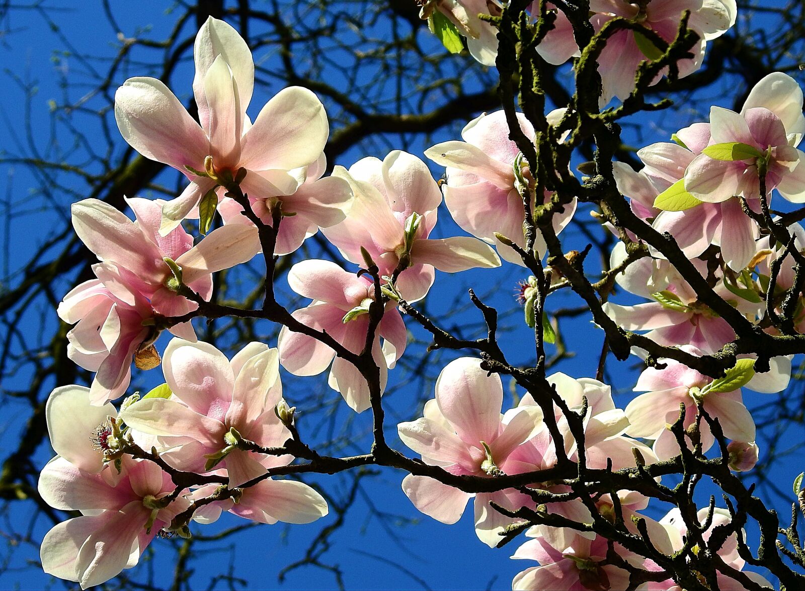 Nikon Coolpix P900 sample photo. Flower, branch, tree photography