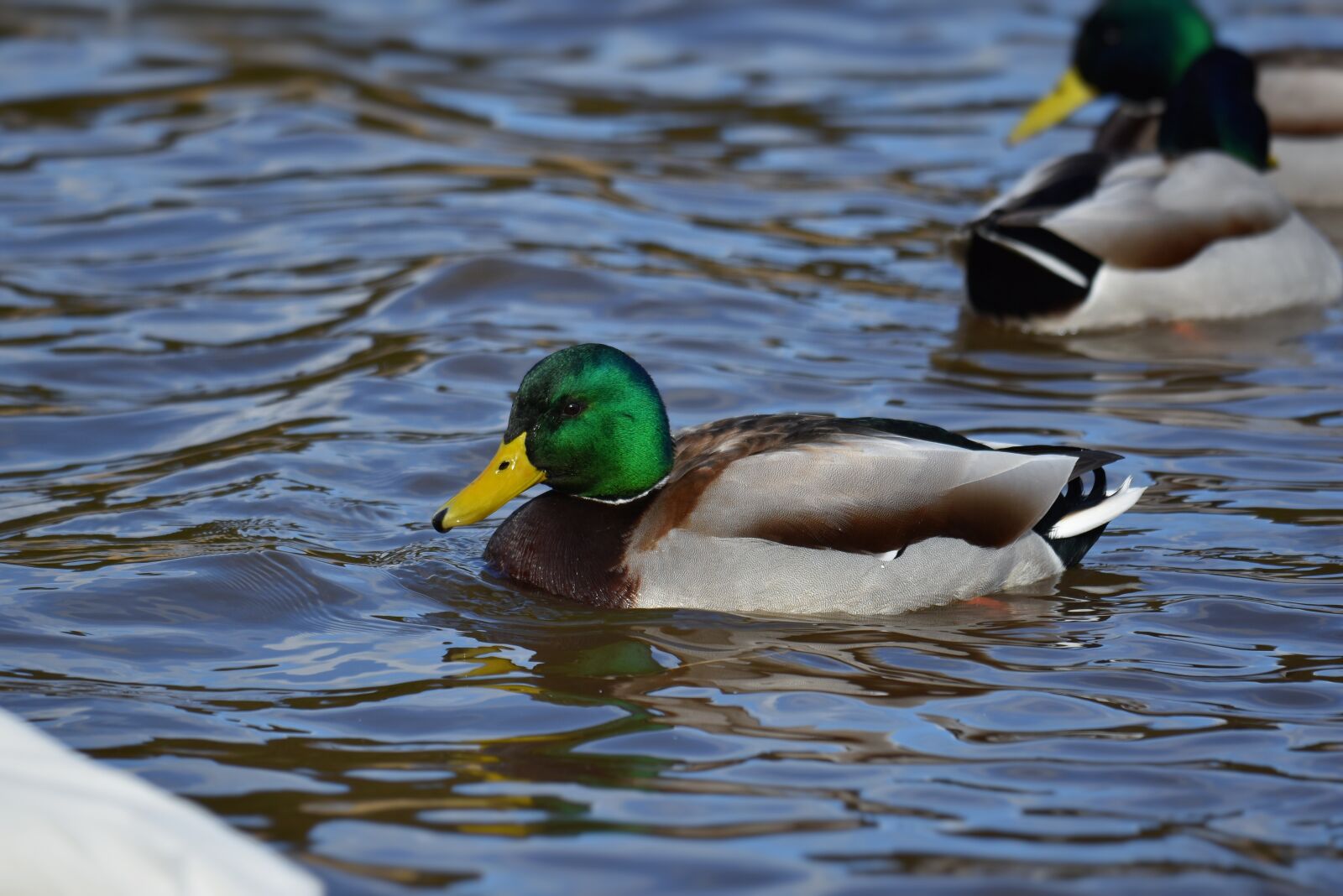 Nikon D7200 sample photo. Animal, lake, waterside photography
