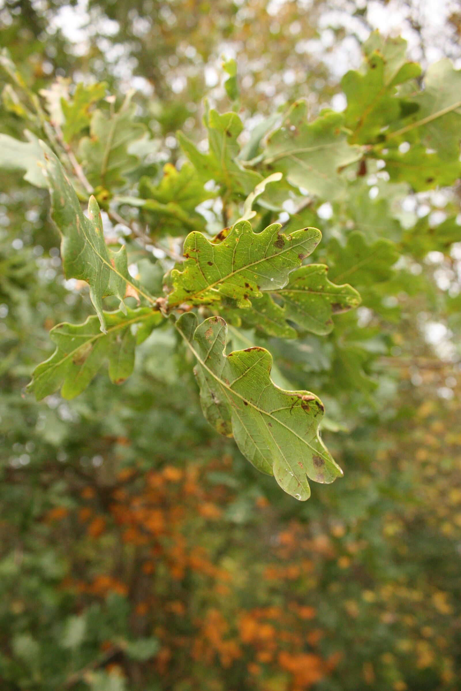 Canon EOS 450D (EOS Rebel XSi / EOS Kiss X2) sample photo. Sheet, leaves, oak photography
