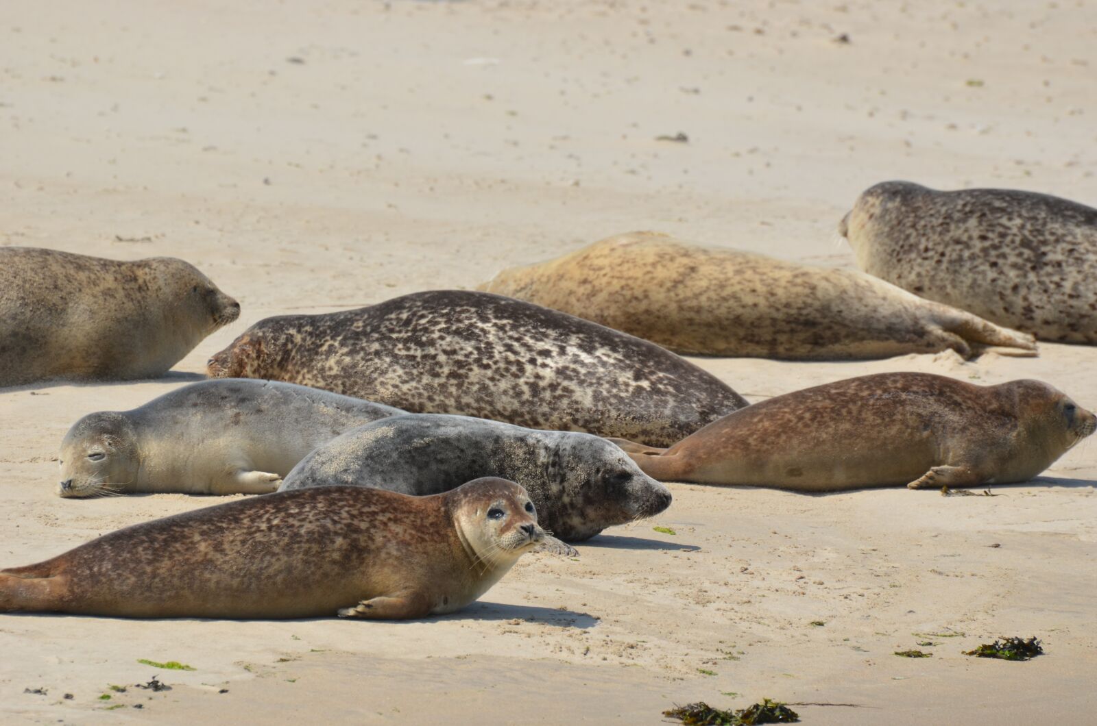Nikon D5100 sample photo. Terschelling, seal, water photography