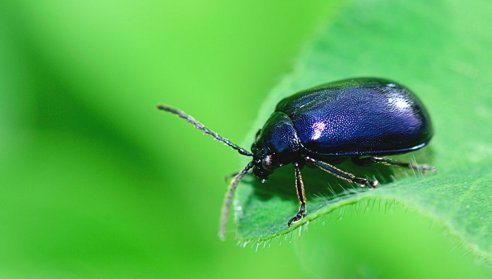 Nikon D5300 sample photo. Nature, insect, flower photography