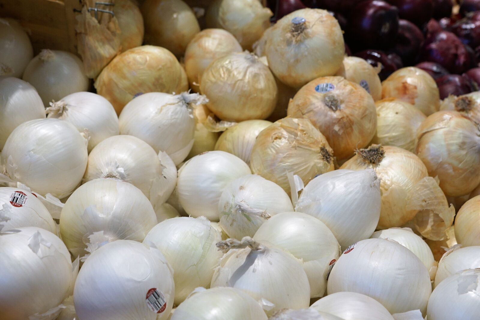 Sony ILCA-77M2 + Sony DT 16-50mm F2.8 SSM sample photo. Onions, eat, market photography