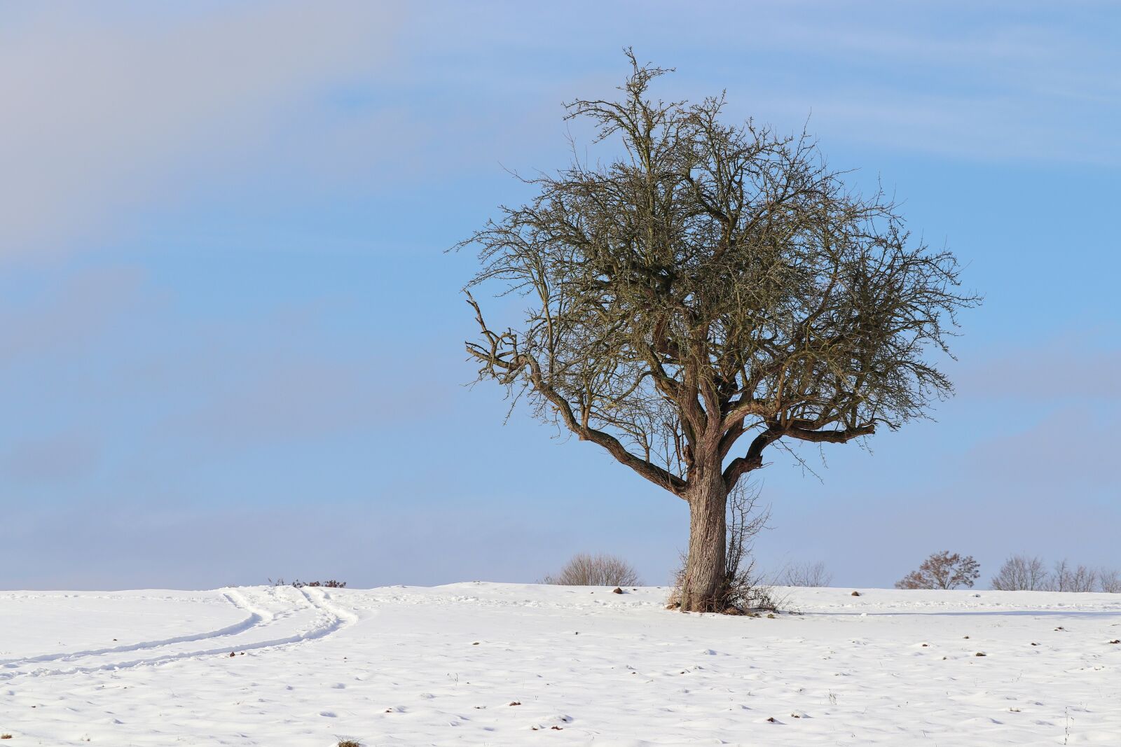 Canon EOS 200D (EOS Rebel SL2 / EOS Kiss X9) sample photo. Landscape, wintry, tree photography