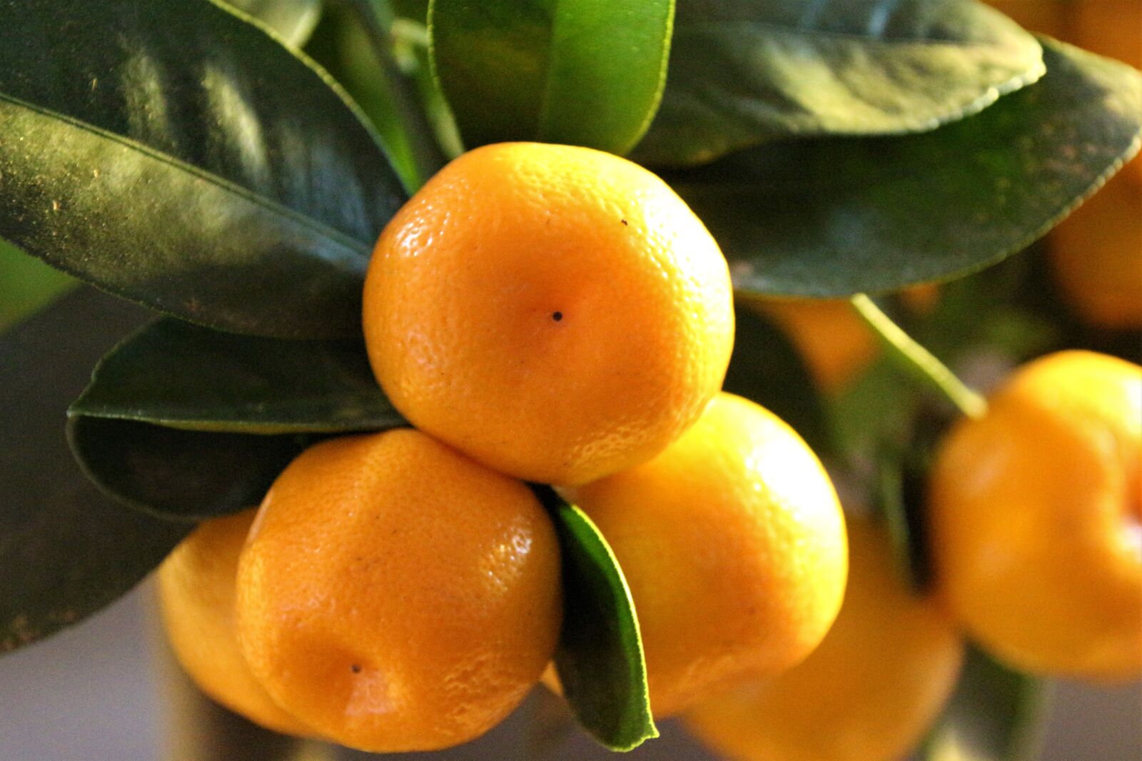 Canon EOS 700D (EOS Rebel T5i / EOS Kiss X7i) sample photo. Calamondino, citrus, mitis photography