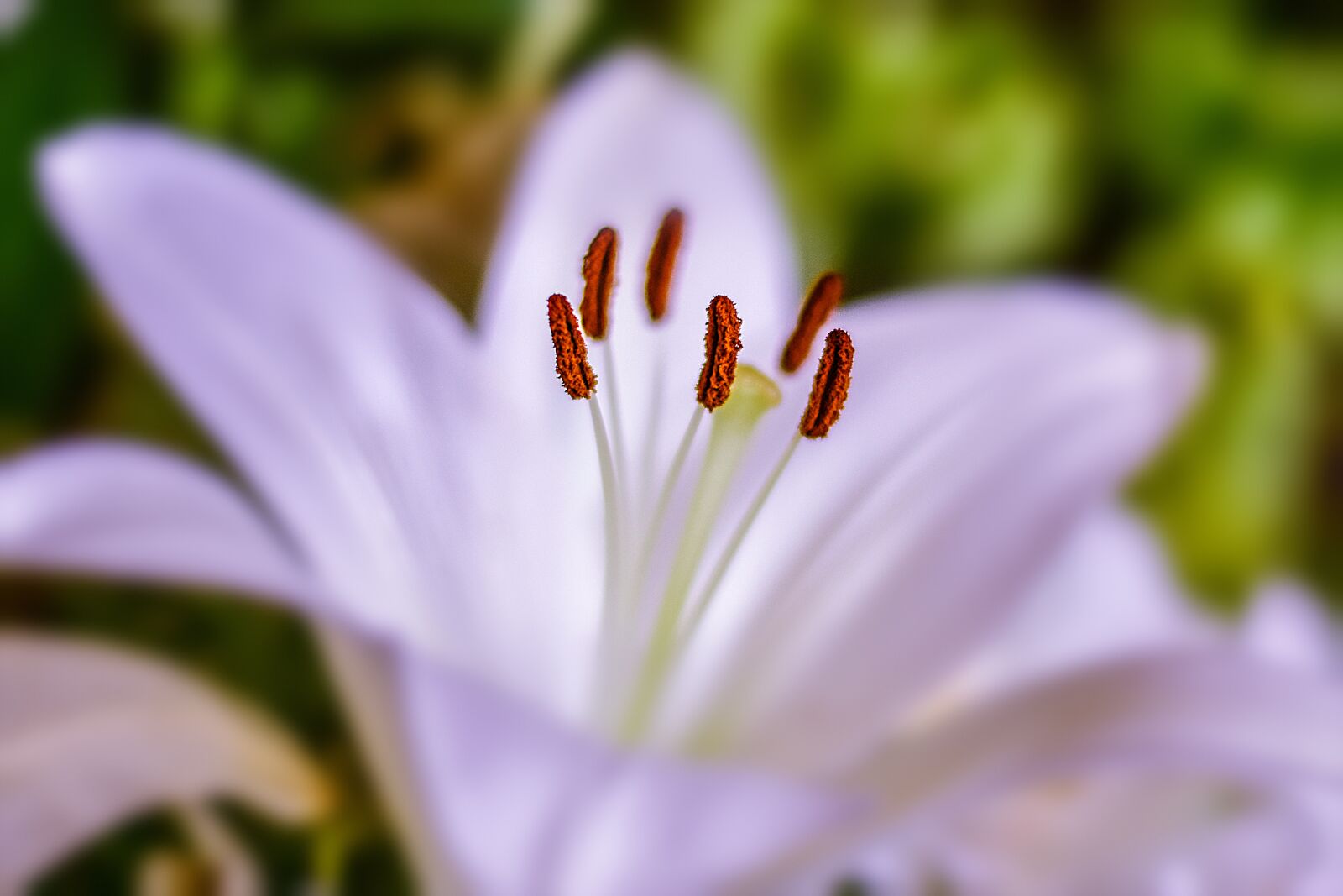 Nikon D3400 sample photo. Lily, flower, nature photography