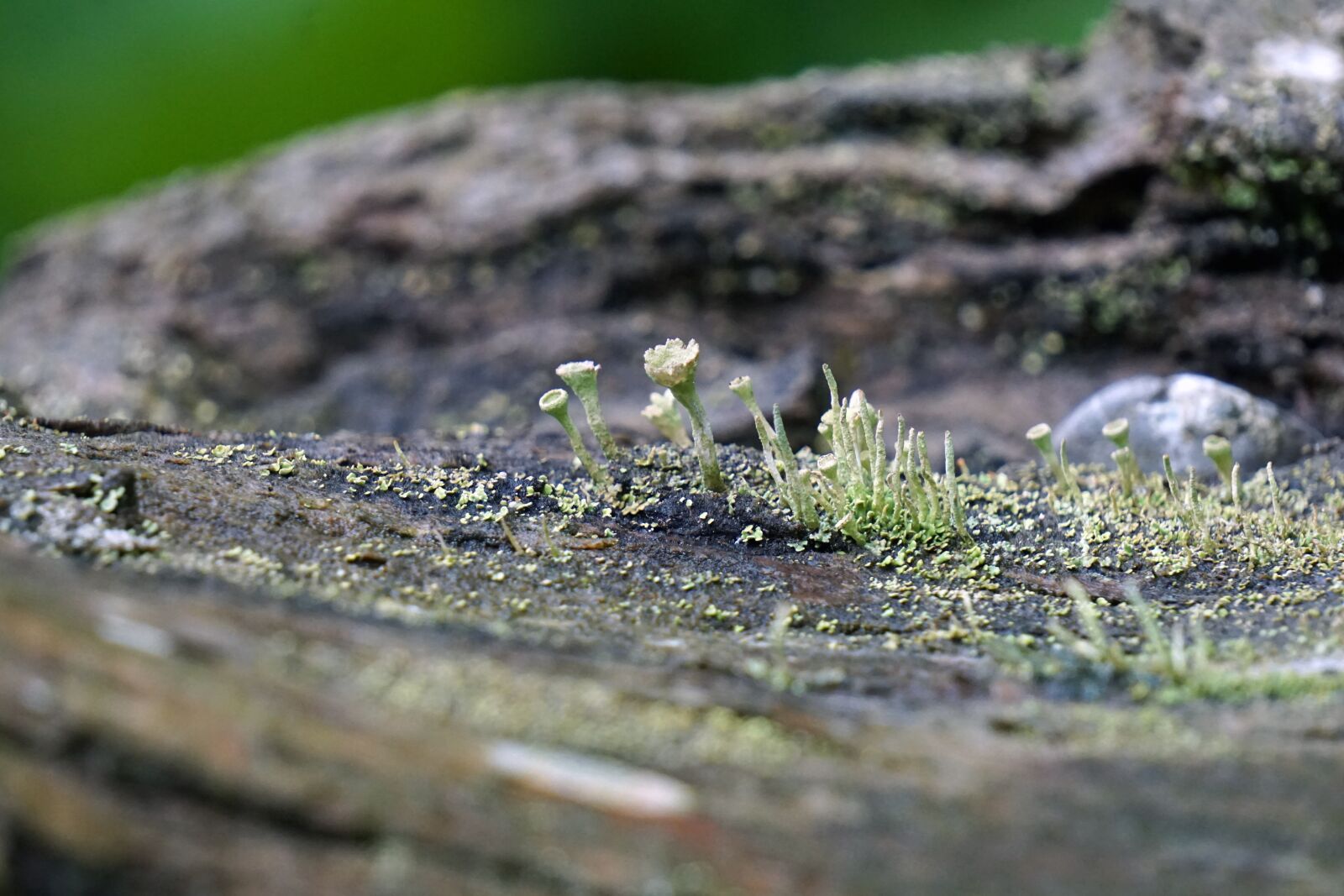Sony E 55-210mm F4.5-6.3 OSS sample photo. Tree, wood, fouling photography