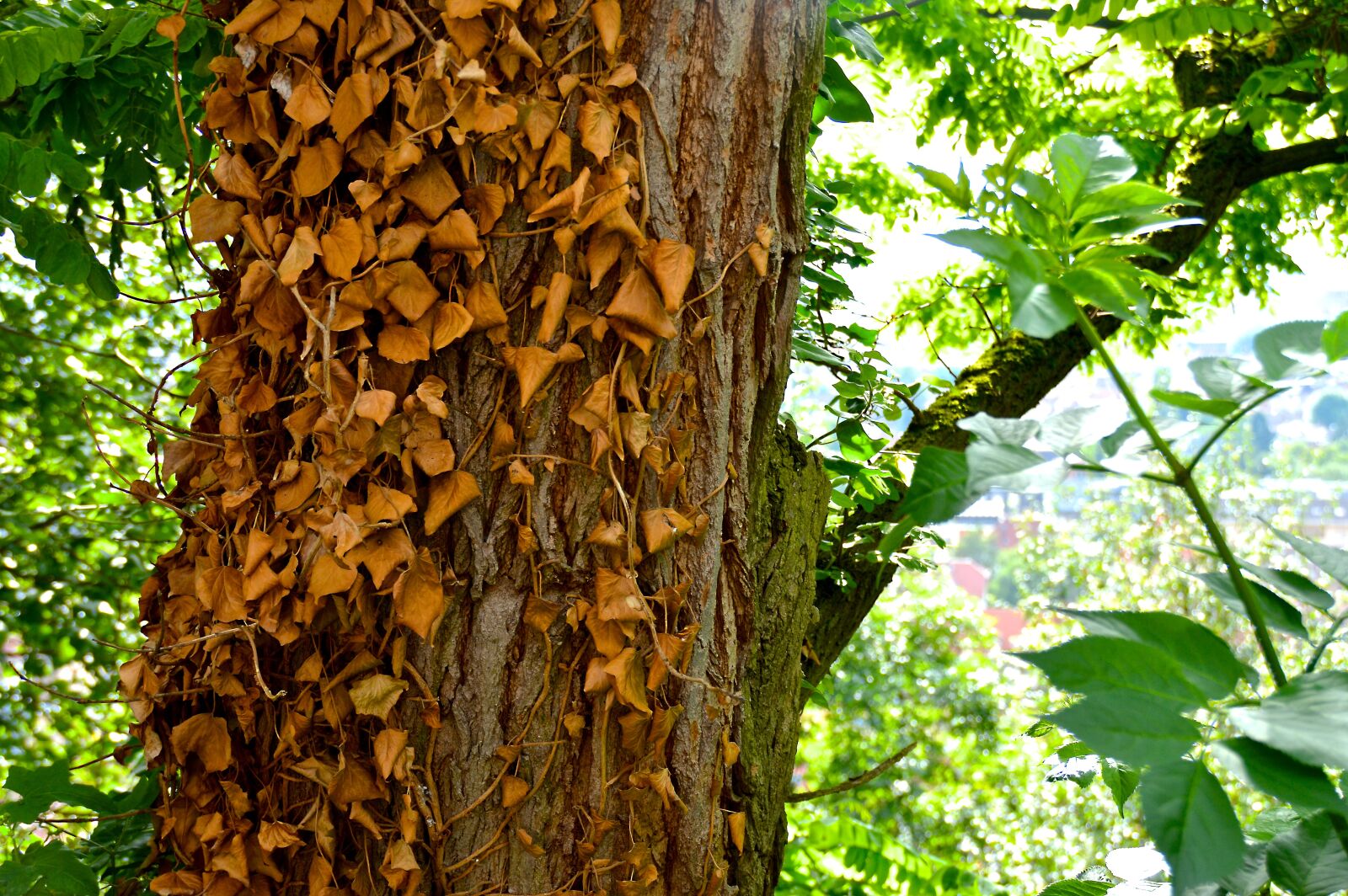 Nikon D3200 sample photo. Ivy, dry, tree photography