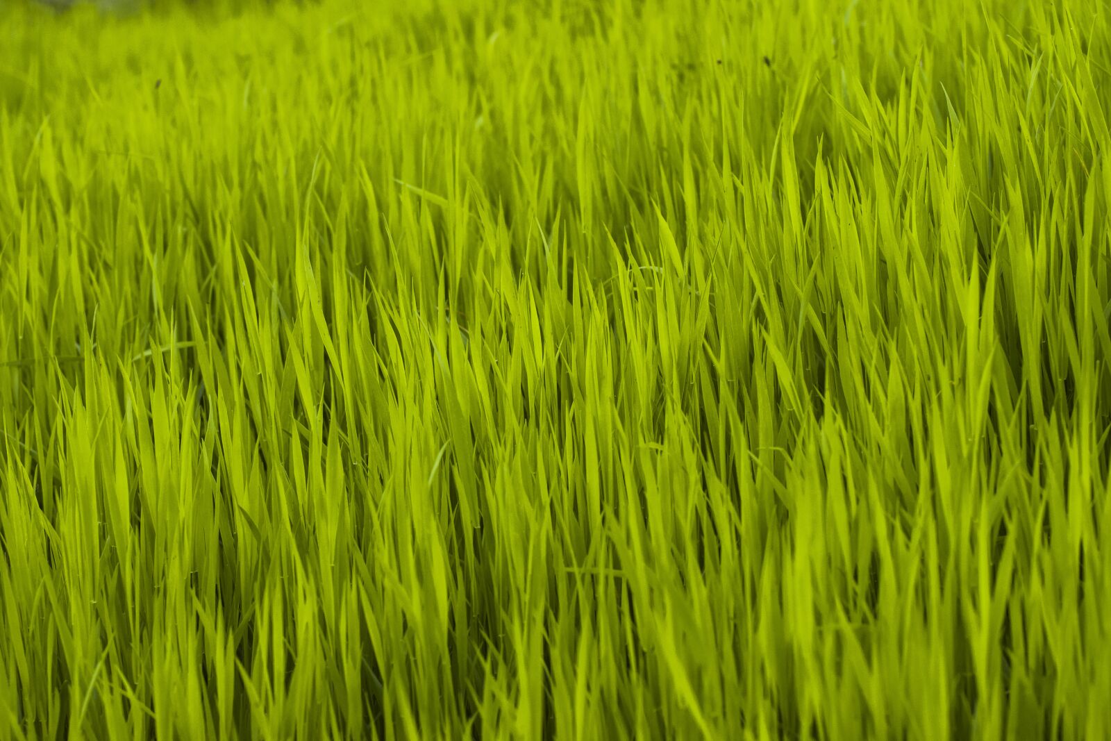 Nikon D7200 sample photo. Grass, green, nature photography