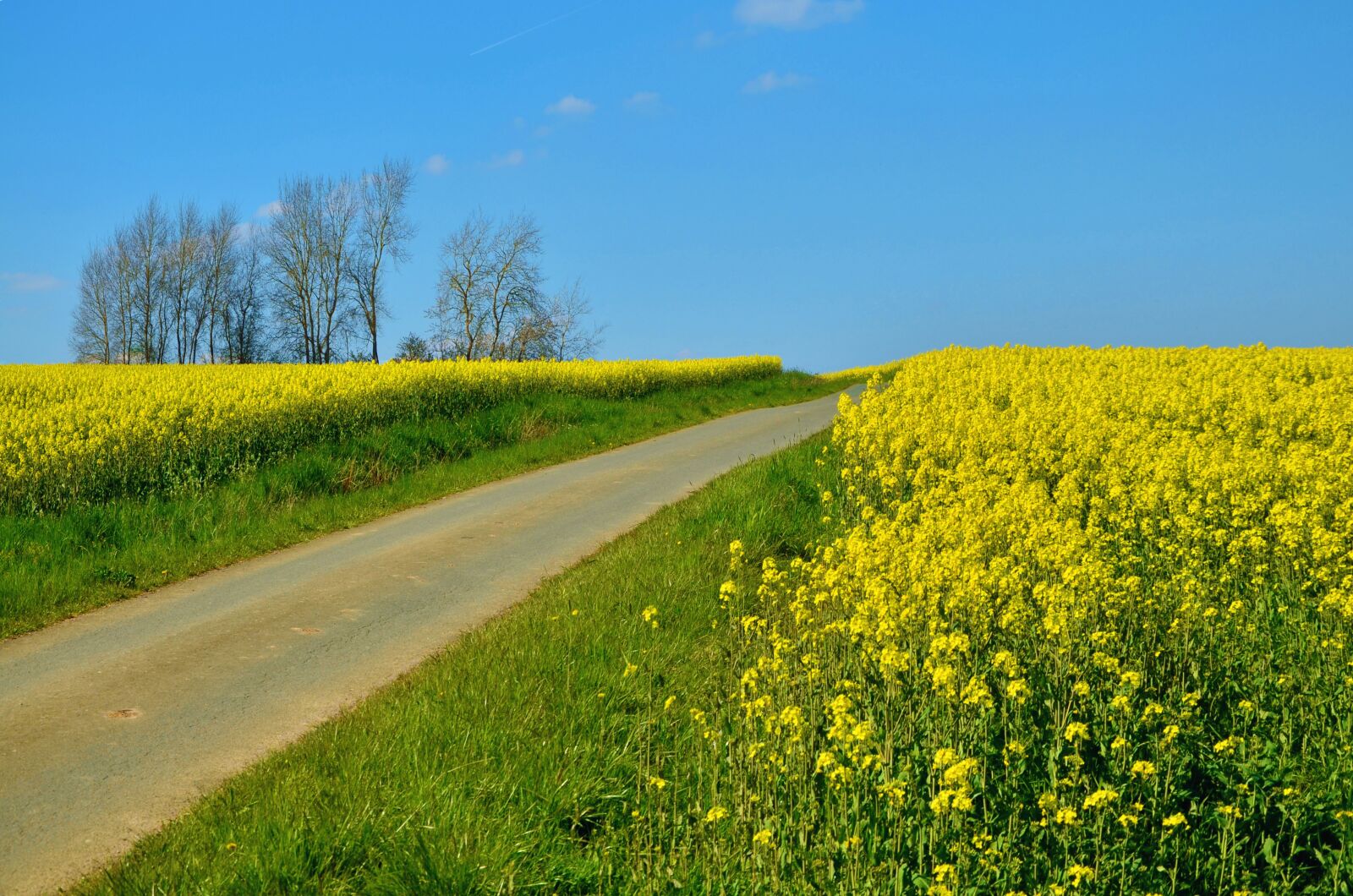 Nikon D5100 sample photo. Field of rapeseeds, oilseed photography